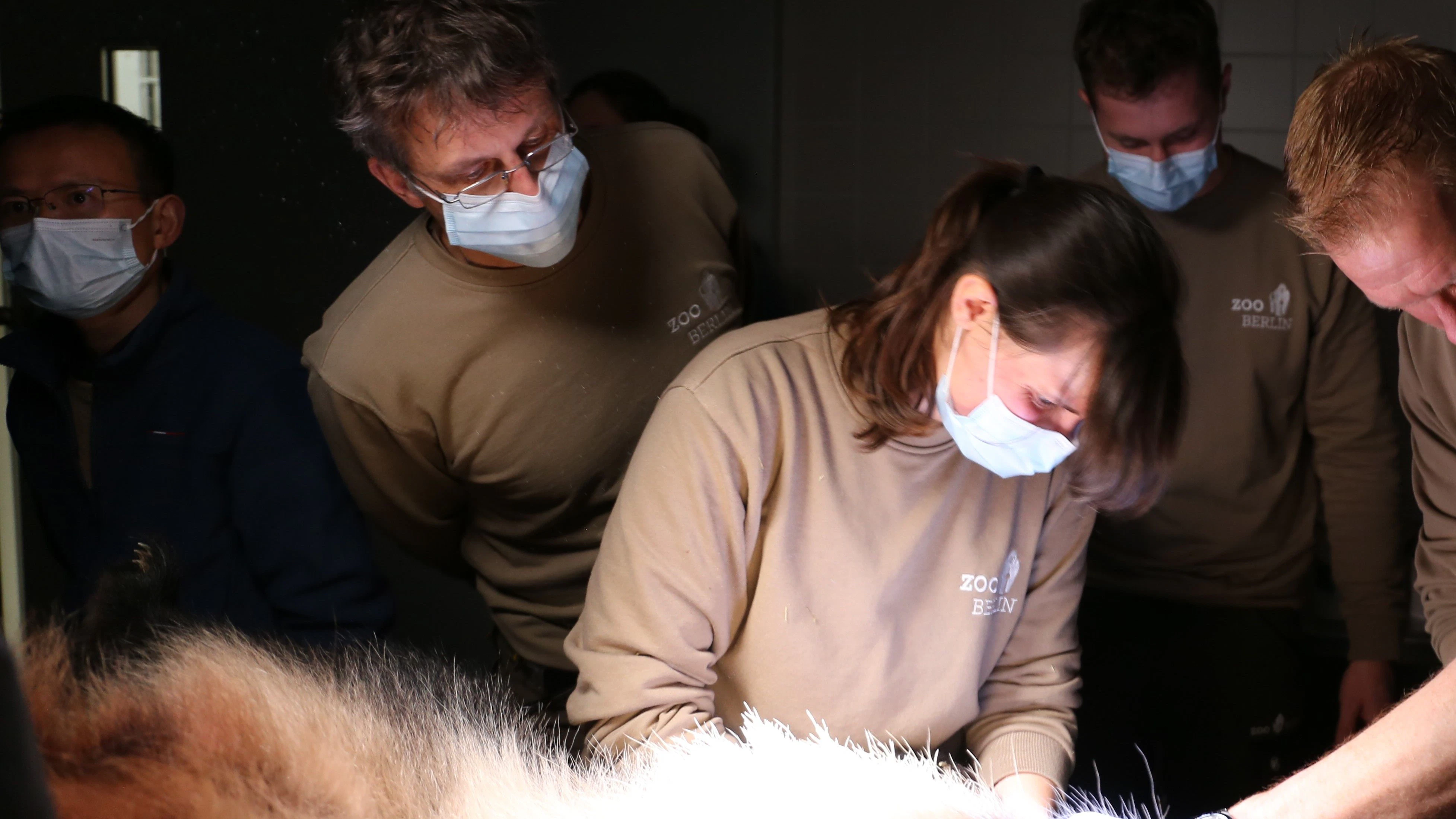 Die Experten führen im Berliner Zoo die künstliche Besamung bei Meng Meng durch. Das Tier wurde narkotisiert.&nbsp;