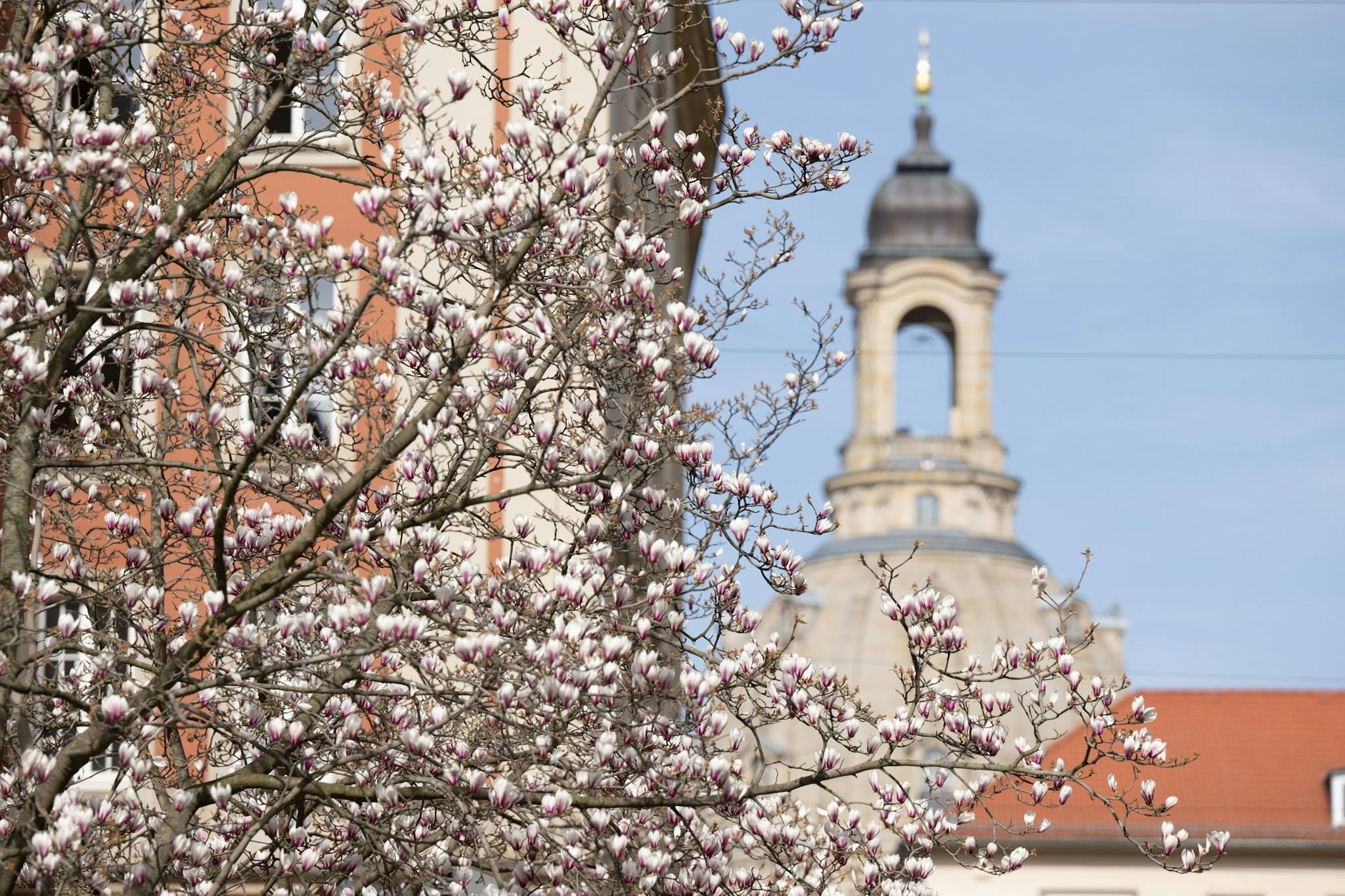 Eine Magnolie blüht vor der Kuppel der Frauenkirche in Dresden. Der Deutsche Wetterdienst rechnet in den nächsten Tagen mit viel Sonnenschein und milden Temperaturen in Sachsen.