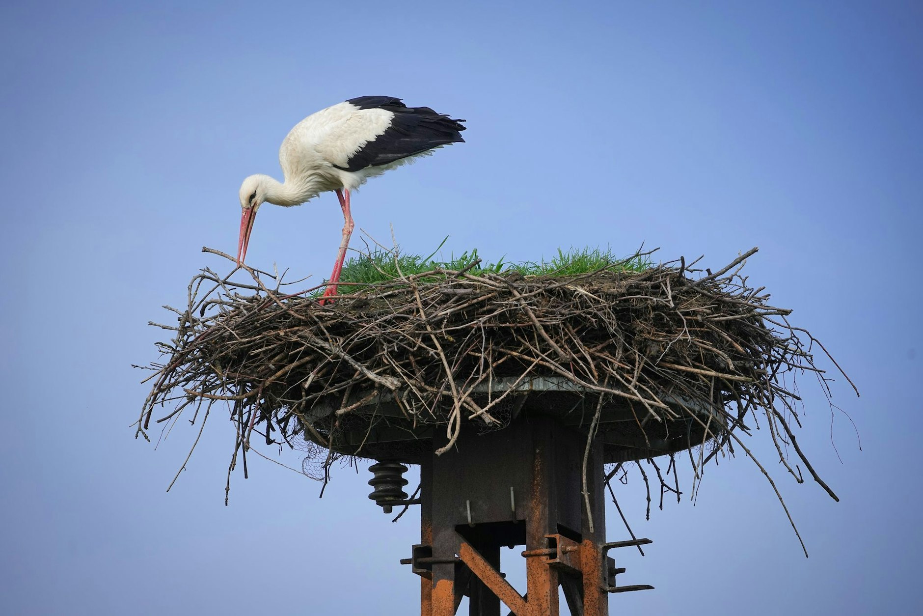 Ast für Ast: Ein Storch baut in Fehrbellin/Linum an seinem Nest. Der Ort in Brandenburg ist bekannt für die große Anzahl von Störchen, die hier alljährlich brüten.  