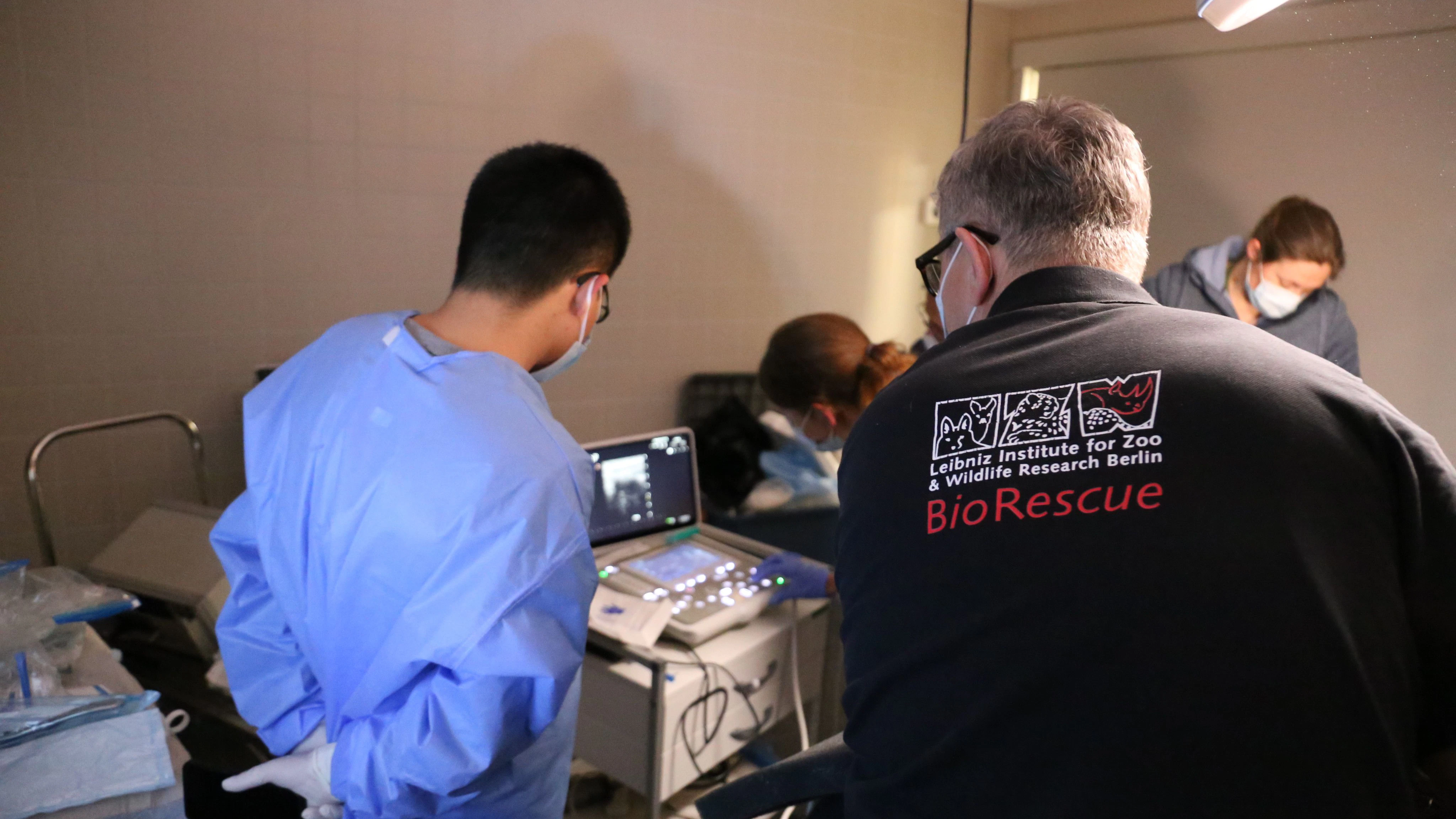 Deutsche und chinesische Experten überwachen den Verlauf der künstlichen Besamung am Ultraschall-Gerät.