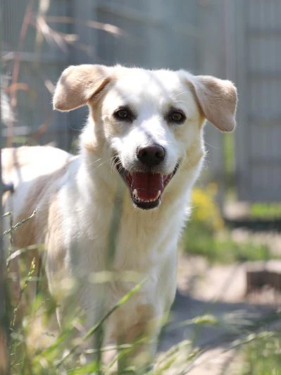 Buddy hat eine schlimme Vergangenheit, wurde von seinem Vorbesitzer misshandelt. Auch er würde sich über ein neues Zuhause freuen.