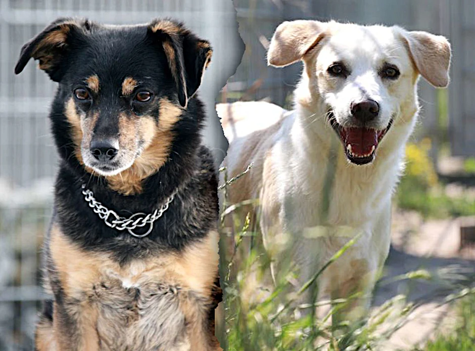 Mr. Fu (links) und Buddy suchen momentan ein neues Zuhause - sie sind im Tierheim Berlin untergebracht.