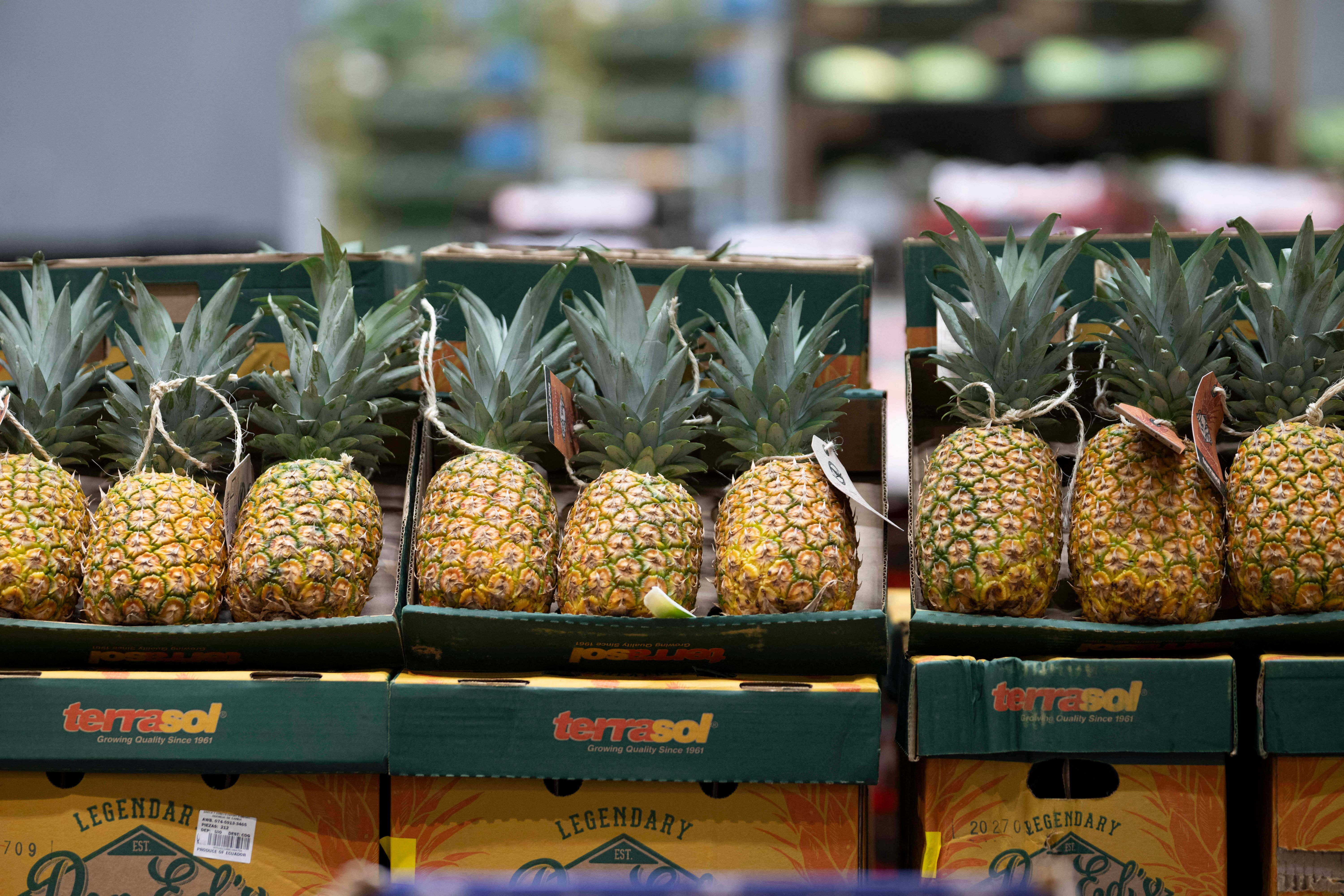 Irre Geschichte: Wie eine Ananas in Schottland im Jahr 2017 berühmt wurde