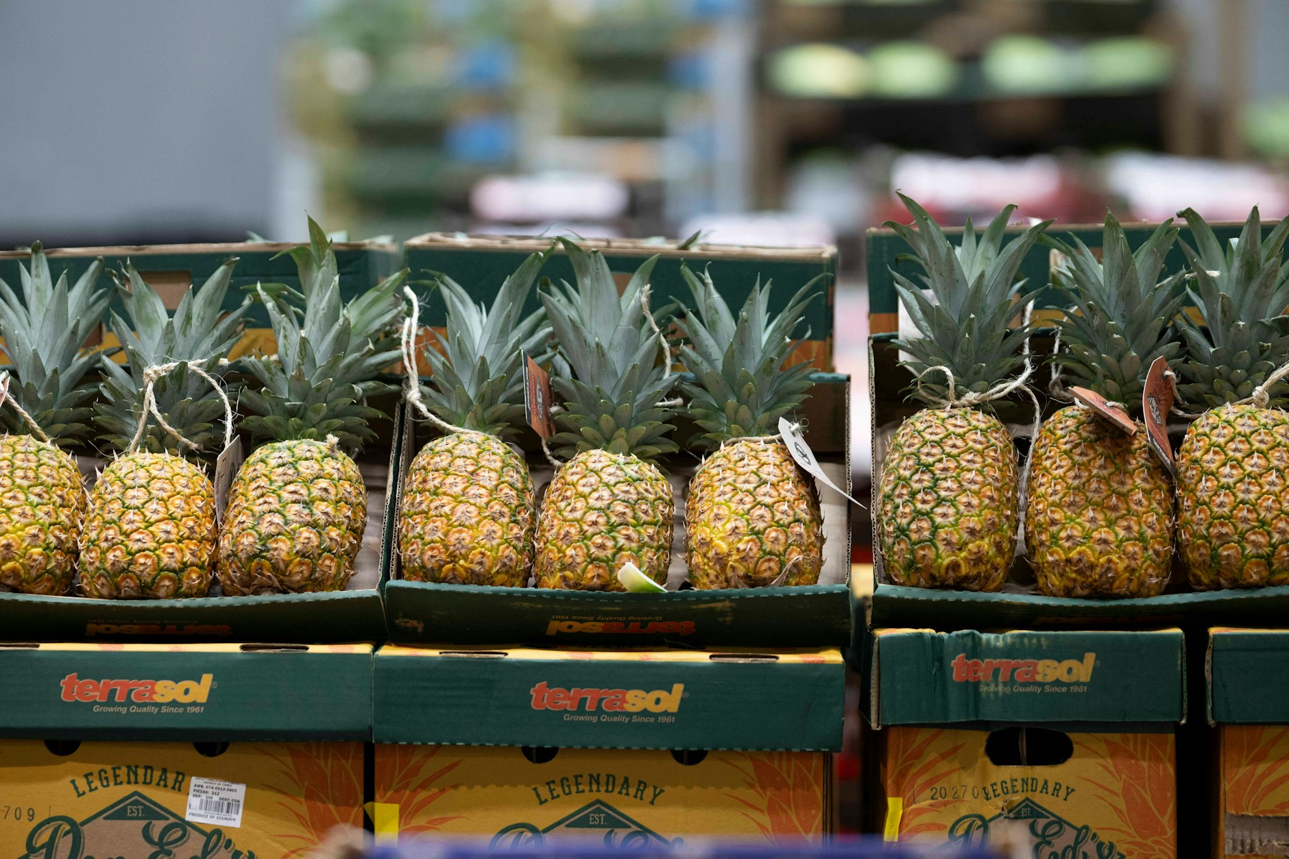 Eine Ananas aus einem Supermarkt wurde 2017 in Schottland berühmt - weil ein Student sie in einer Kunstausstellung zurückließ.
