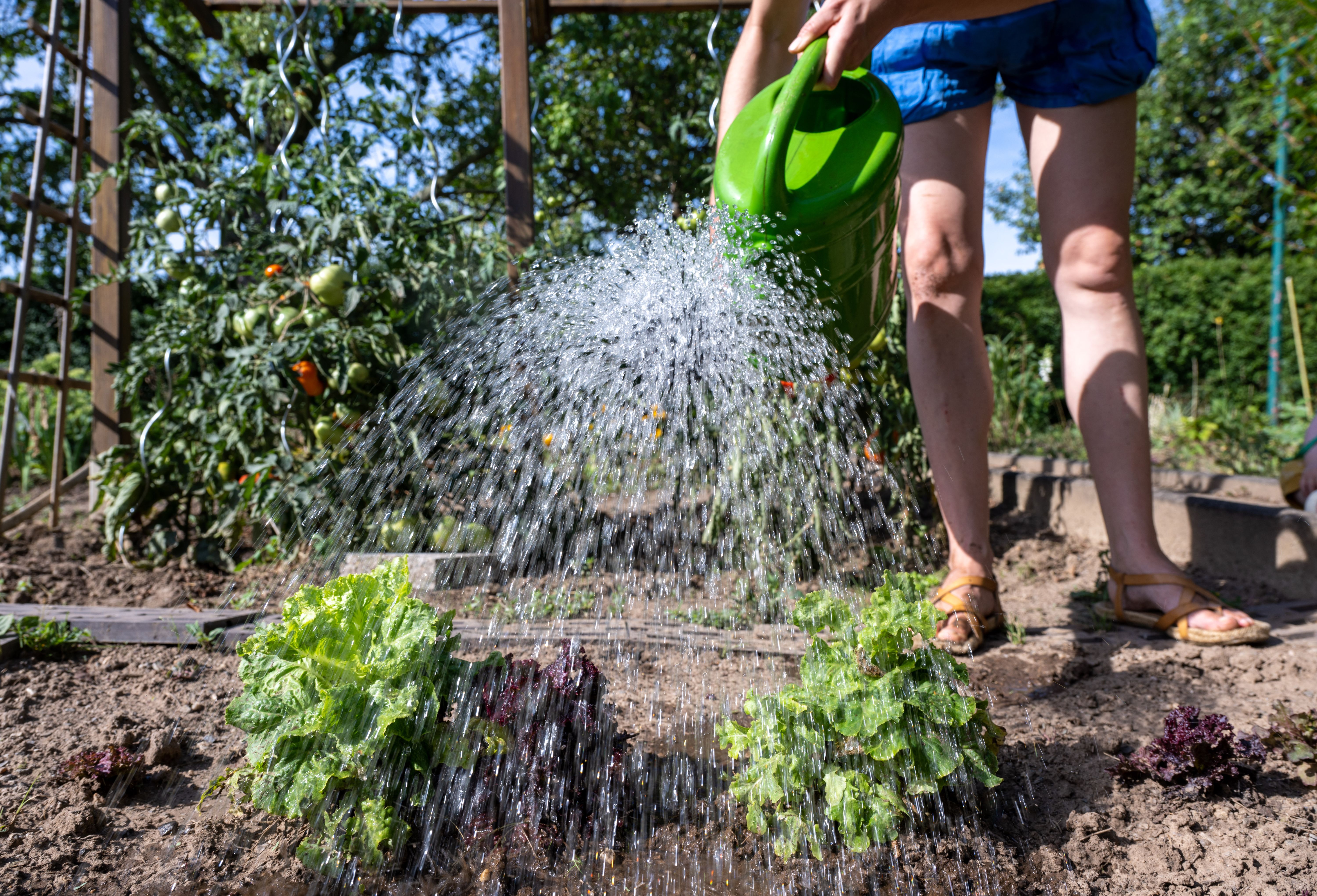 Schrebergärten in Berlin: In diesem Bezirk geht es am schnellsten