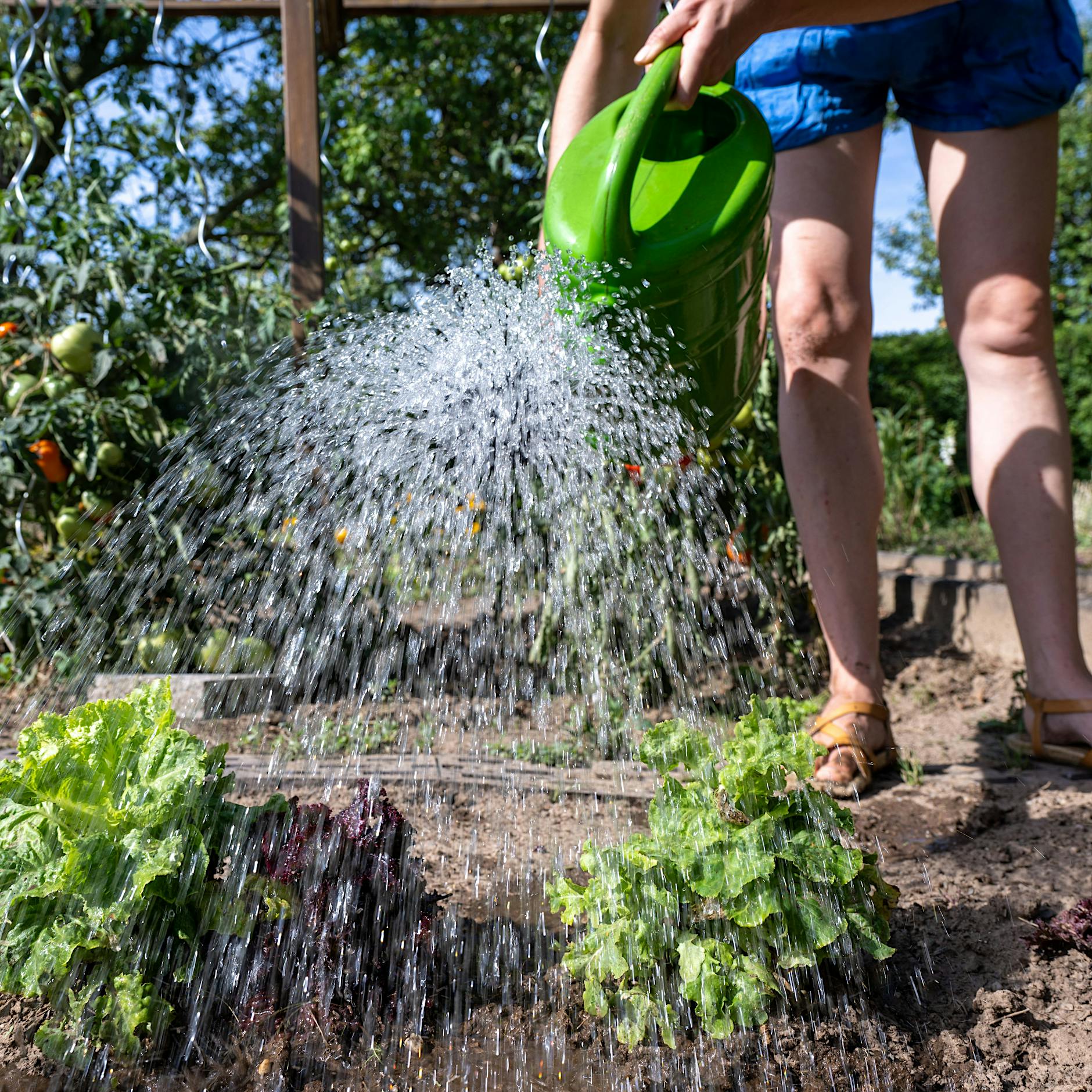 Schrebergärten in Berlin: In diesem Bezirk geht es am schnellsten