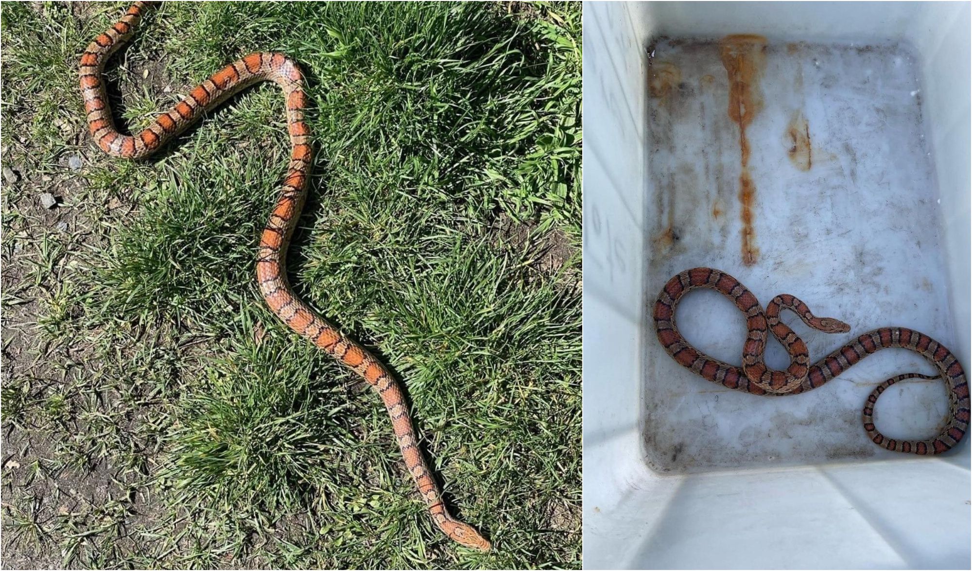 Wieder Schlangenalarm in Berlin - Polizei findet Kornnatter in Park