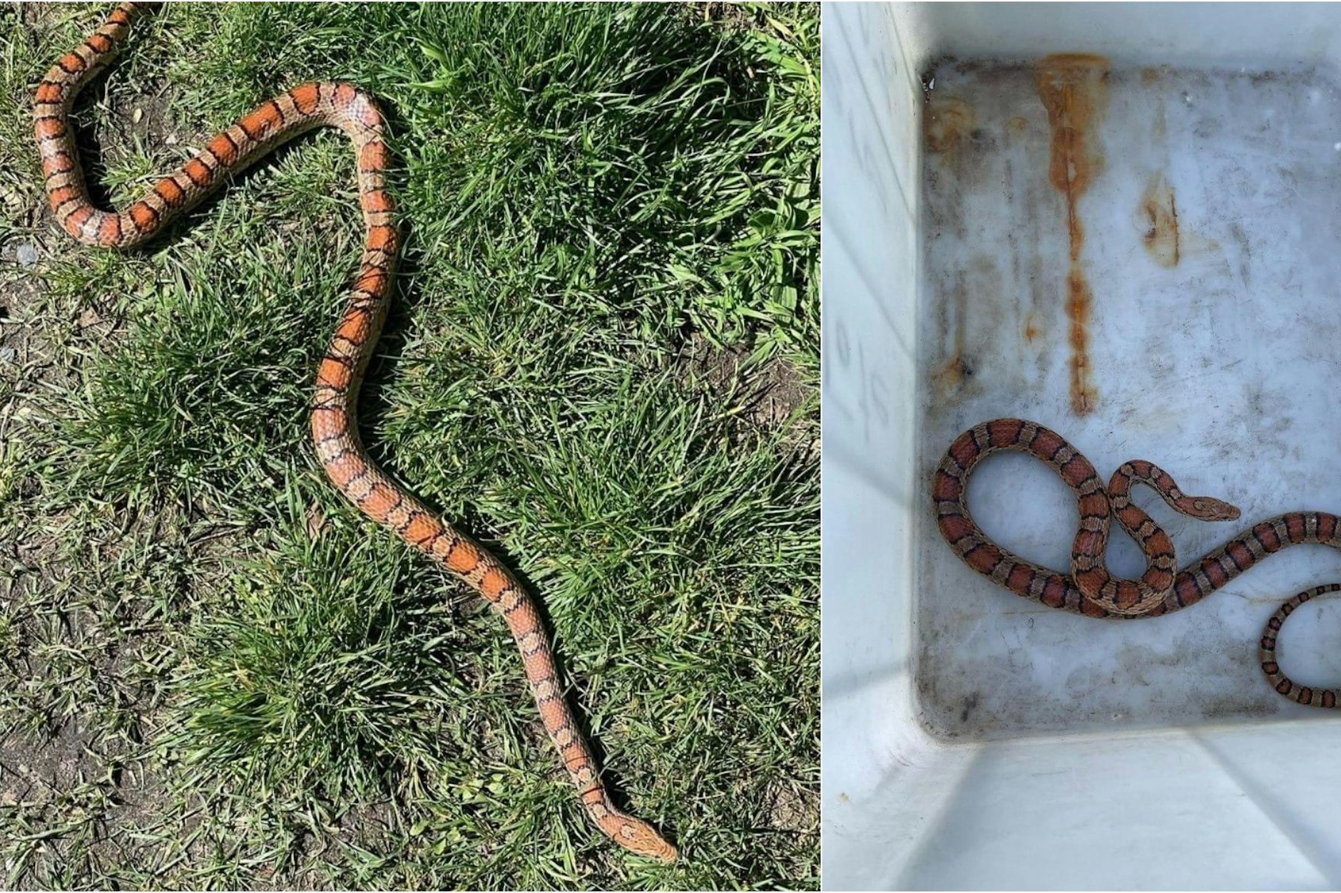 Ein sonniger Tag in den Tiefwerder Wiesen in Spandau nahm eine unerwartete Wendung, als Passanten auf ein ungewöhnliches Schuppenwesen stießen – eine Schlange!