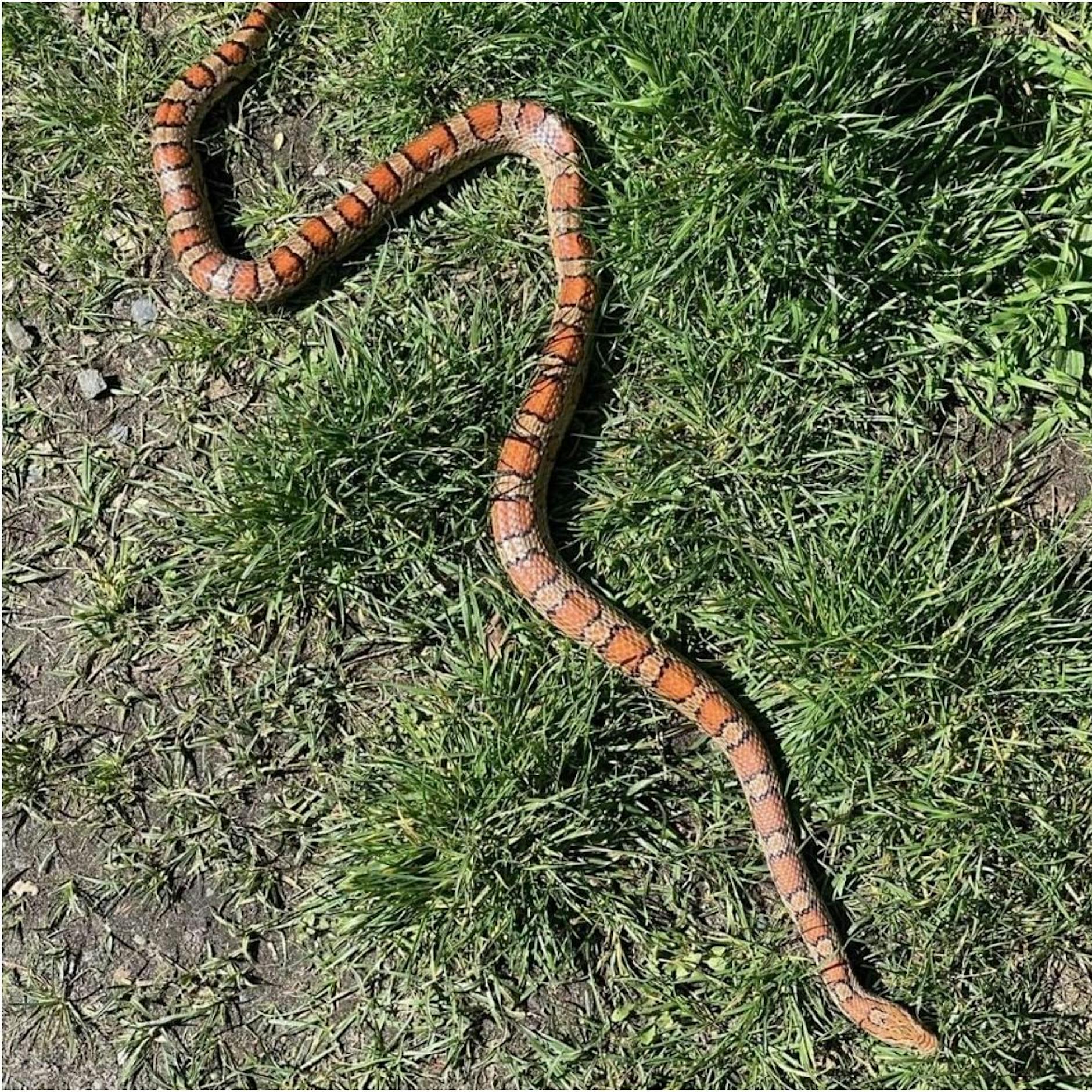 Wieder Schlangenalarm in Berlin - Polizei findet Kornnatter in Park