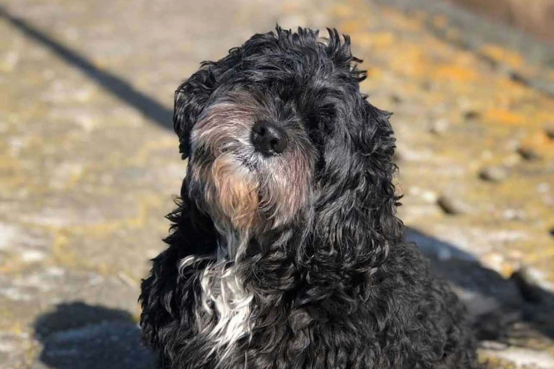 Hund Famke war vor zwölf Tagen von einem Schiff in die Mosel gesprungen war und seither vermisst. Am Mittwoch rettete ihn die Feuerwehr von einer Insel im Fluss.