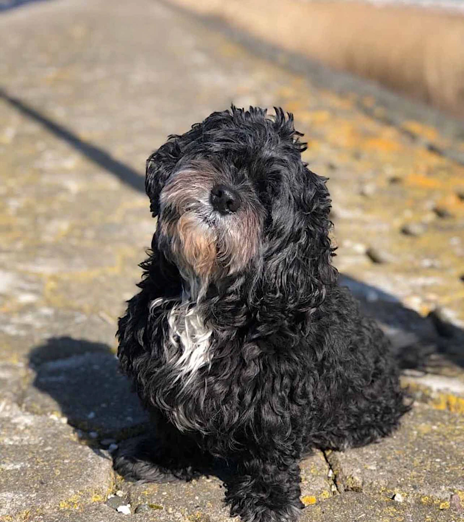 Hund Famke war vor zwölf Tagen von einem Schiff in die Mosel gesprungen war und seither vermisst. Am Mittwoch rettete ihn die Feuerwehr von einer Insel im Fluss.
