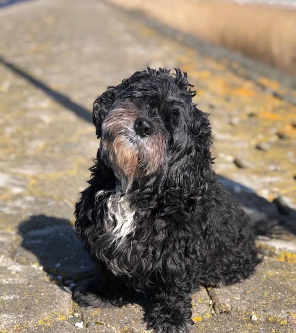 Hund von unbewohnter Mosel-Insel gerettet