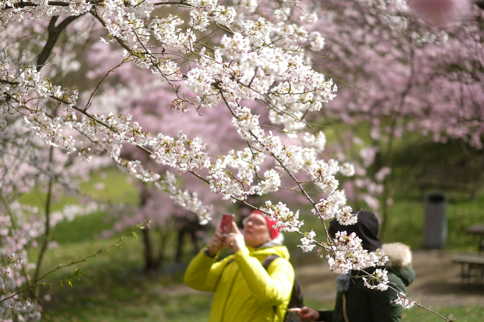 Besucher genießen den Anblick der Kirschblüte in den Gärten der Welt.