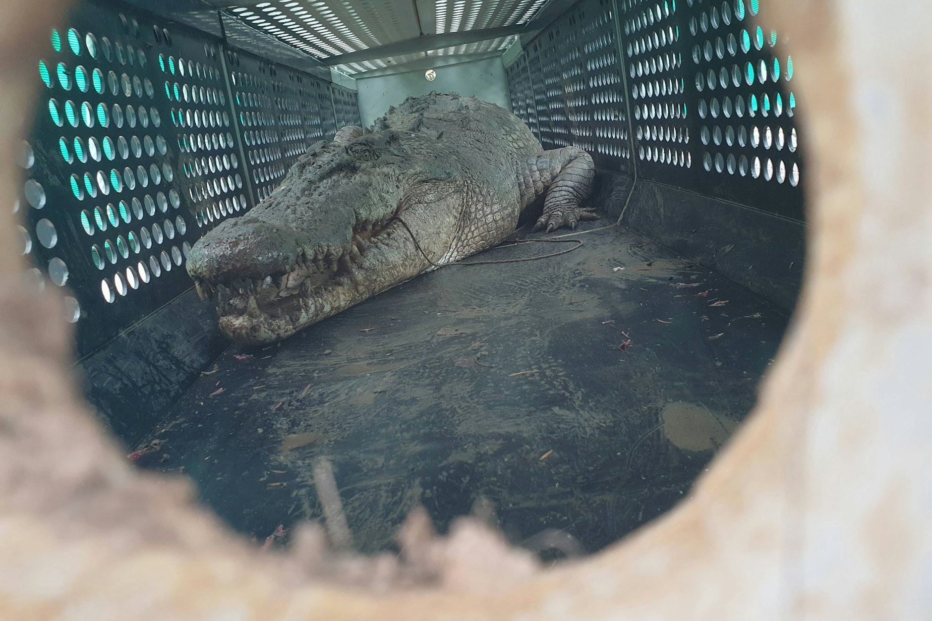 Das riesige Krokodil Herbie ging den Behörden jetzt ins Netz - monatelang hatte das Tier Menschen gejagt.