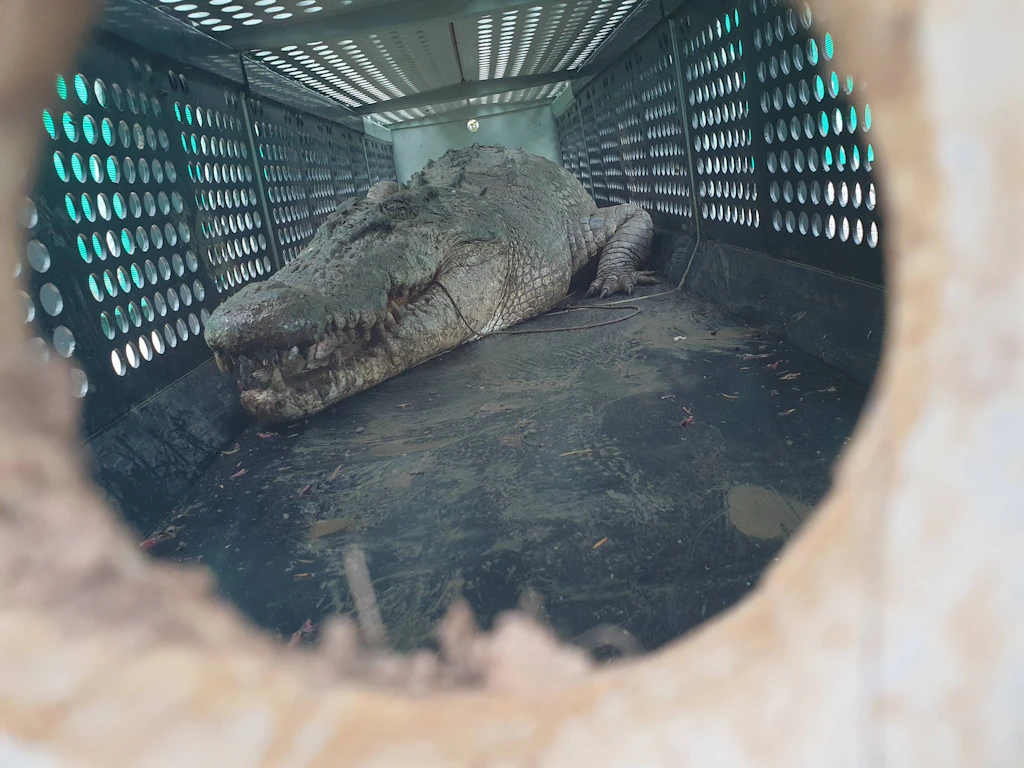 Monster im Fluss: Vier-Meter-Krokodil stalkte Menschen – jetzt wurde es geschnappt!