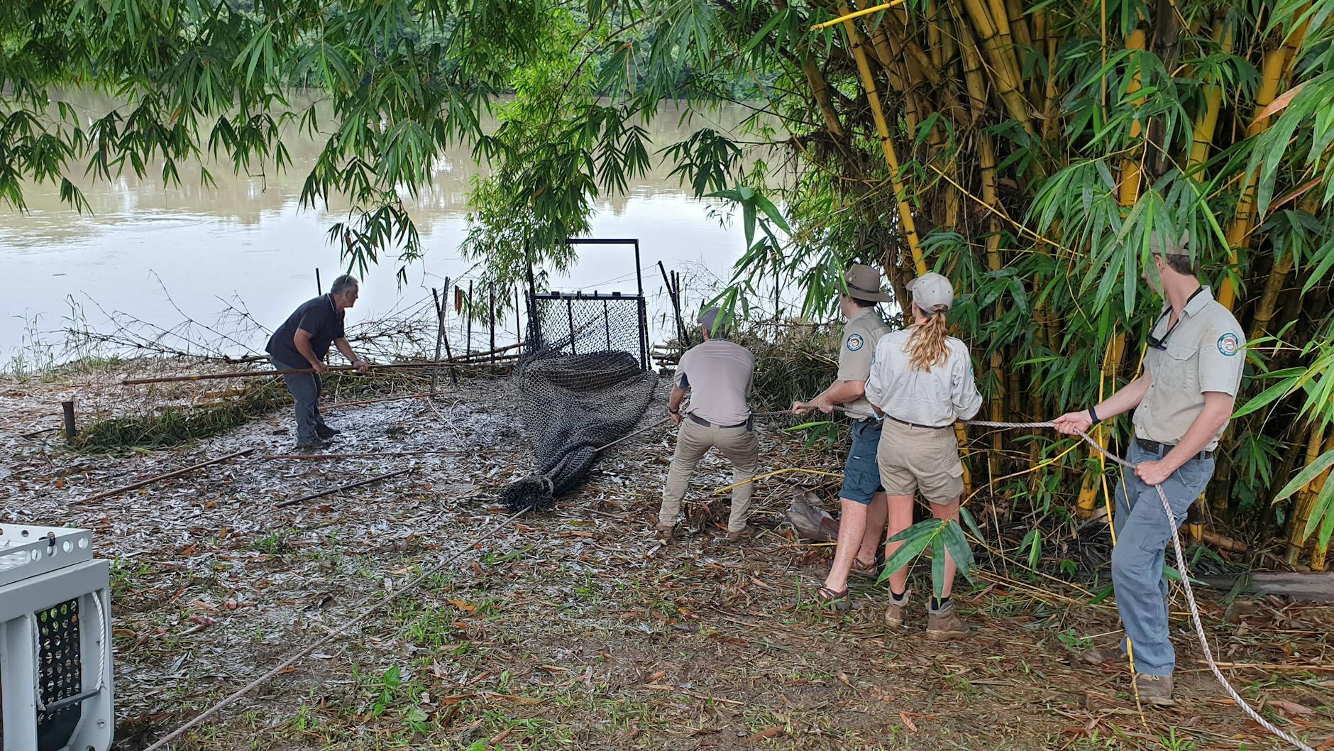 Mehrere Helfer waren nötig, um das riesige Krokodil zu verstauen. Dass er eingefangen wurde, gefiel Herbie natürlich gar nicht.