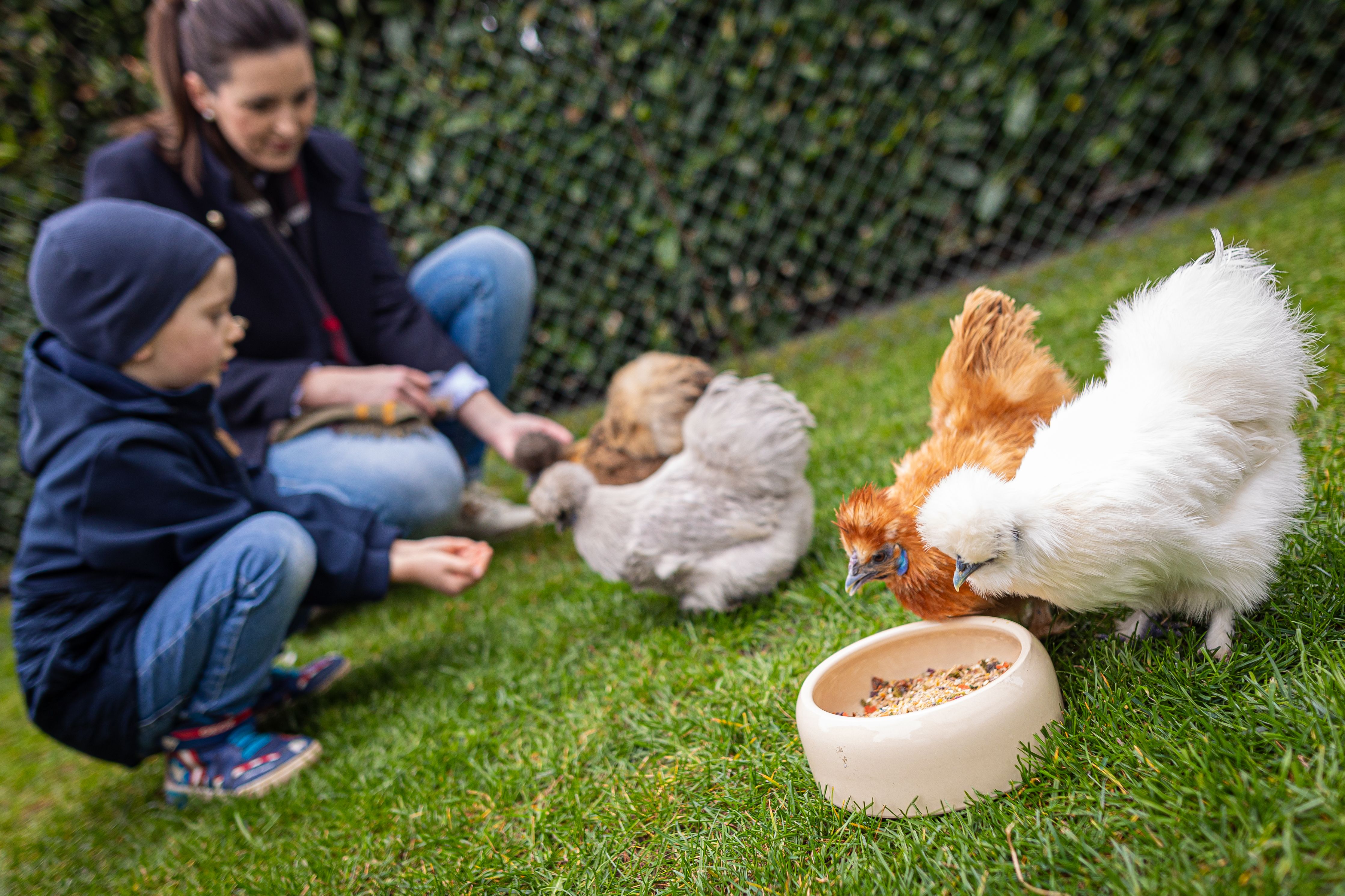 Wenn das Leihhuhn leise gackert – Federvieh zur Miete im Garten