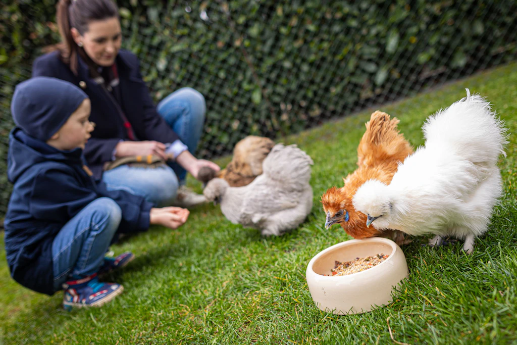 Wenn das Leihhuhn leise gackert – Federvieh zur Miete im Garten