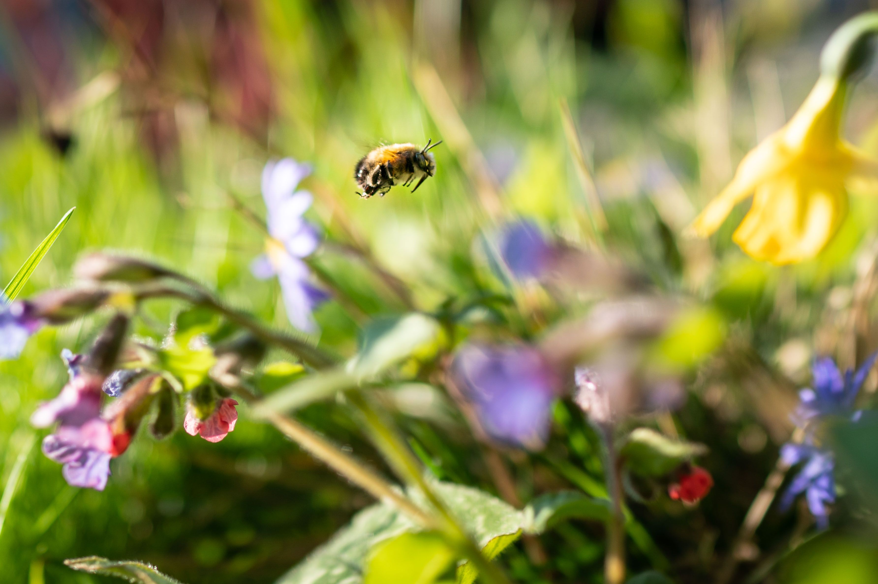 Fünf Tipps für einen bienenfreundlichen Garten