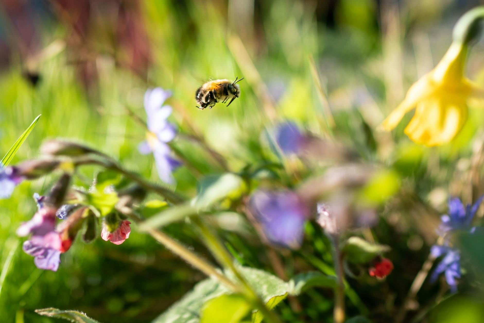 Eine Wildbiene fliegt im Sonnenschein bei der Futtersuche durch ein kleines Blumenbeet in einem Vorgarten.