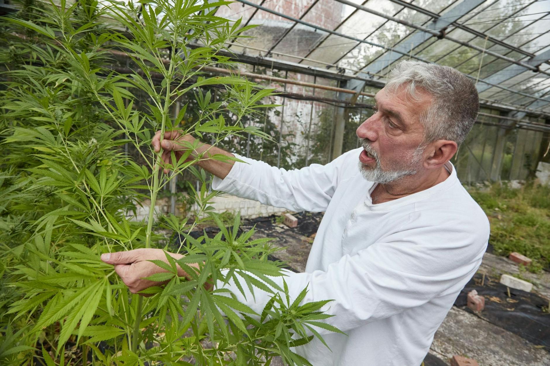 Der Cannabis Social Club Hamburg hat im Vorfeld der Legalisierung den Anbau getestet. 