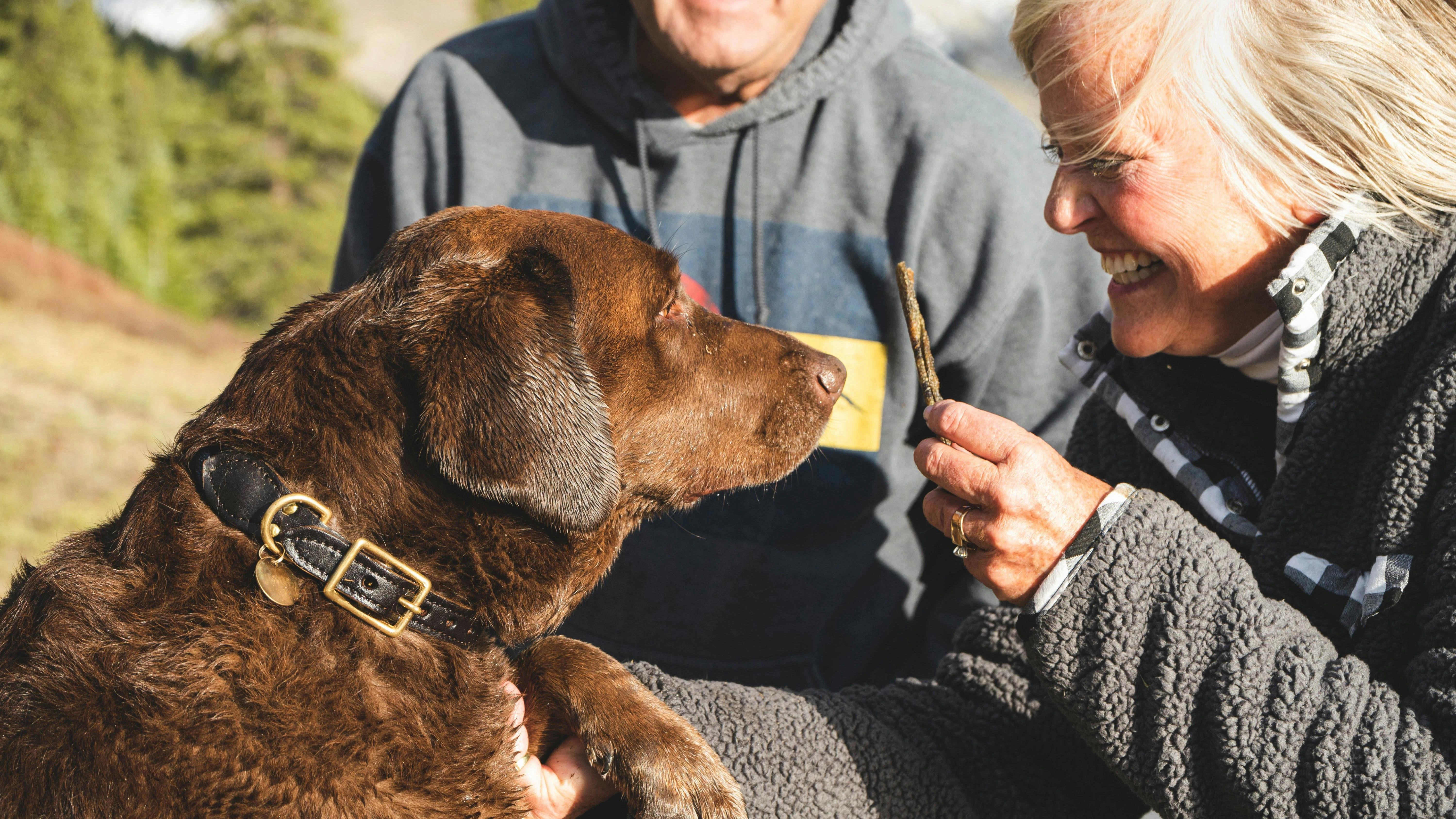 Spiele können das Gassigehen für Hunde ansprechender gestalten.