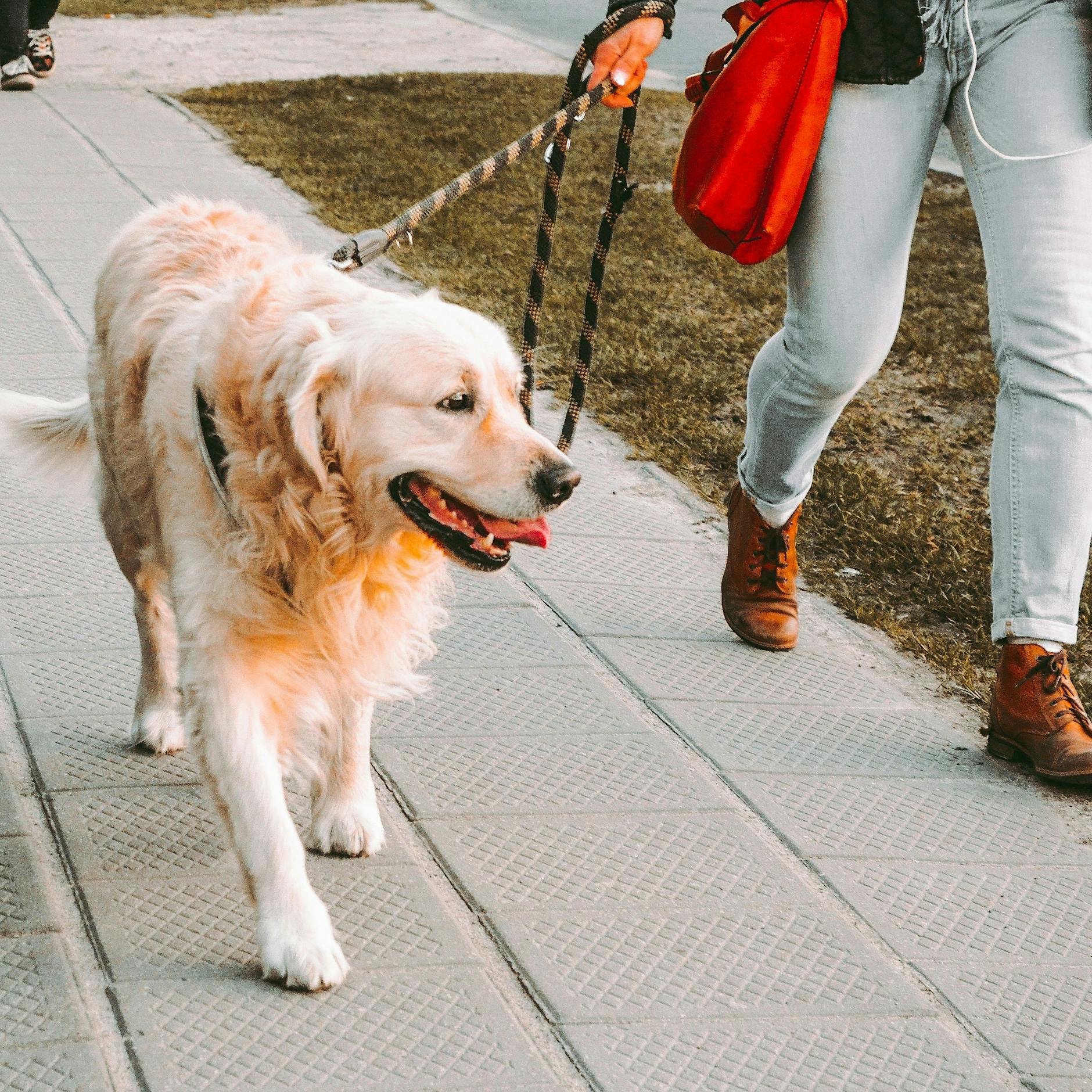 Raus aus dem Trott! Keine Langeweile mehr beim Gassigehen