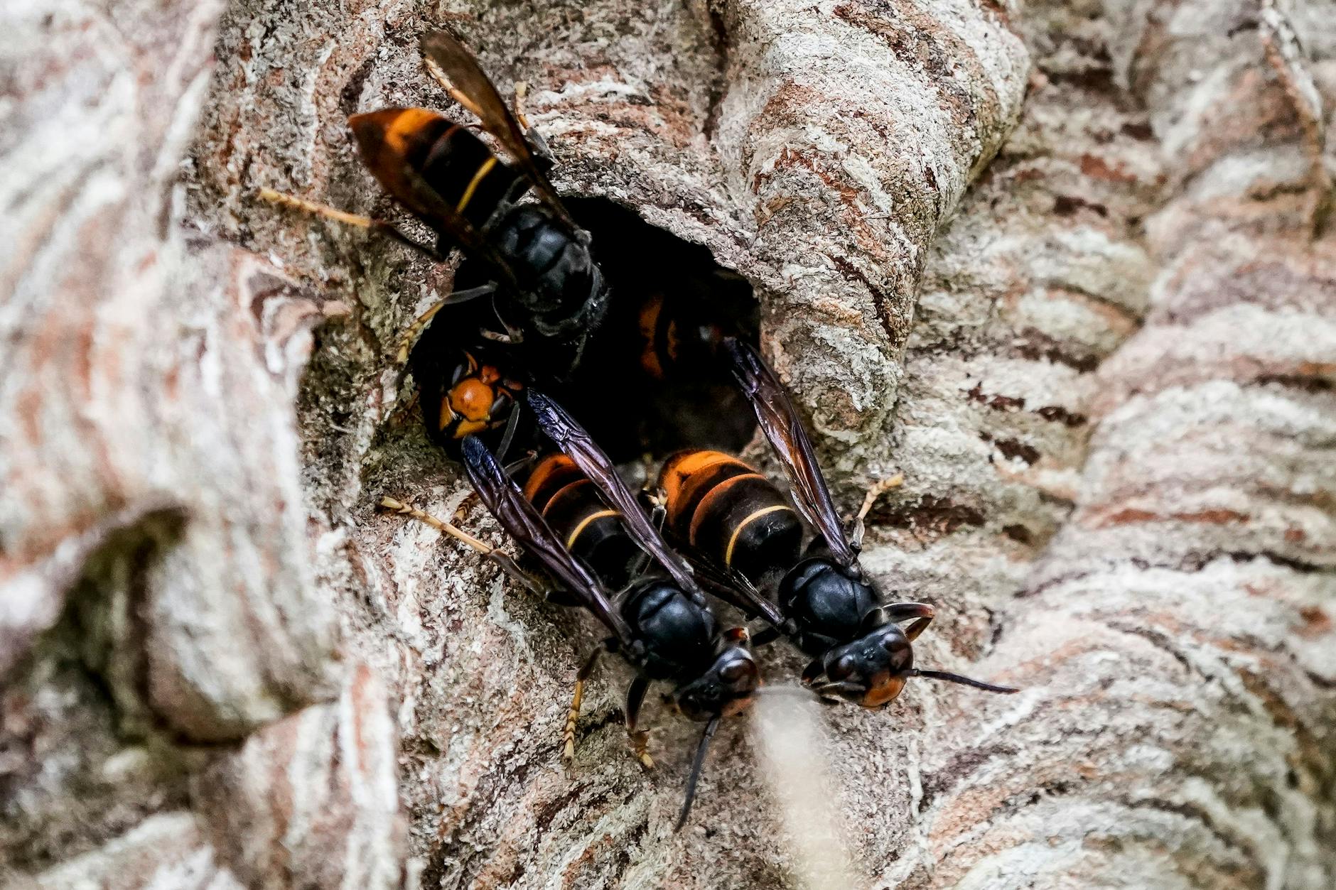 Asiatische Hornissen (Vespa velutina nigrithorax) sammeln sich an einem Ausgang ihres Nestes. Die Art breitet sich immer weiter aus. Keinesfalls dürften Hornissen bei Verdacht einfach getötet werden. Sehr oft liege eine Verwechslung mit der heimischen Art vor, die streng geschützt sind.