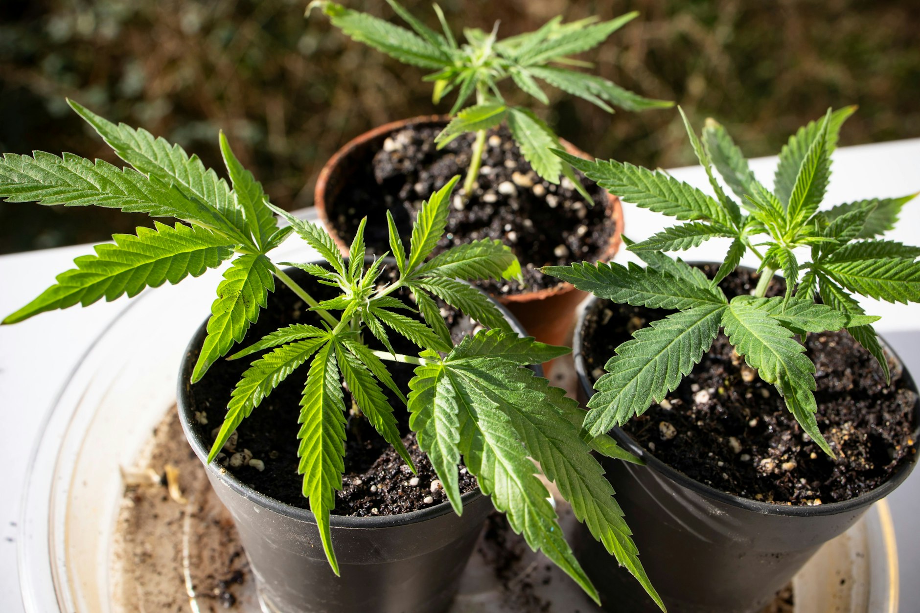 Junge Cannabis Pflanzen wachsen auf einem Balkon in Berlin.