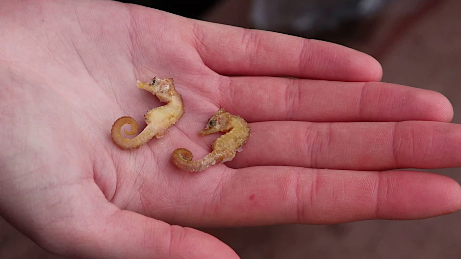 ARCHIV - Diese zwei Kurzschnäuzigen Seepferdchen («Hippocampus hippocampus») wurden auf Wangerooge gefunden.  