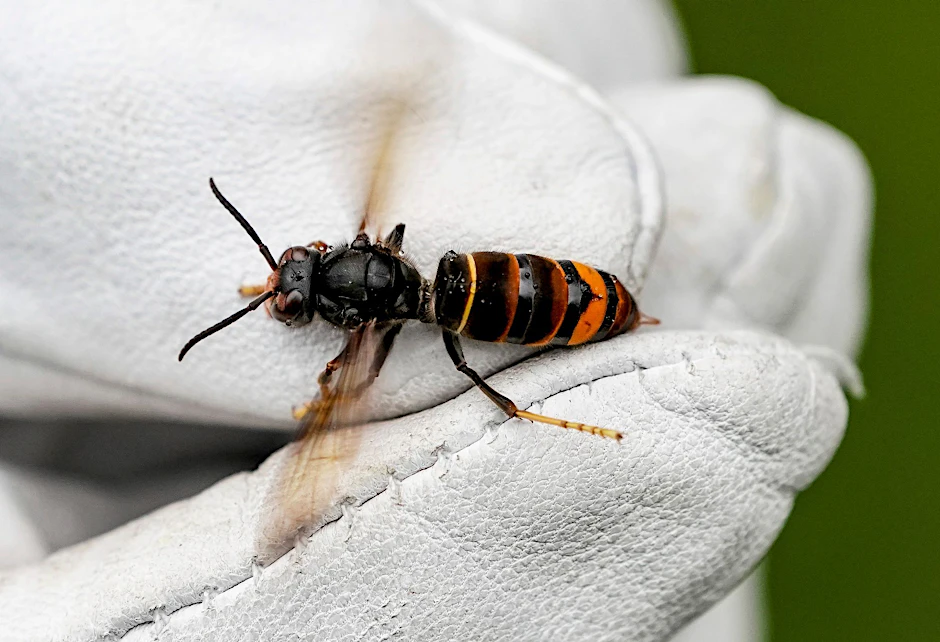 ILLUSTRATION - Eine Asiatische Hornisse (Vespa velutina nigrithorax) wird von einem Biologen mit einem Handschuh gehalten.  