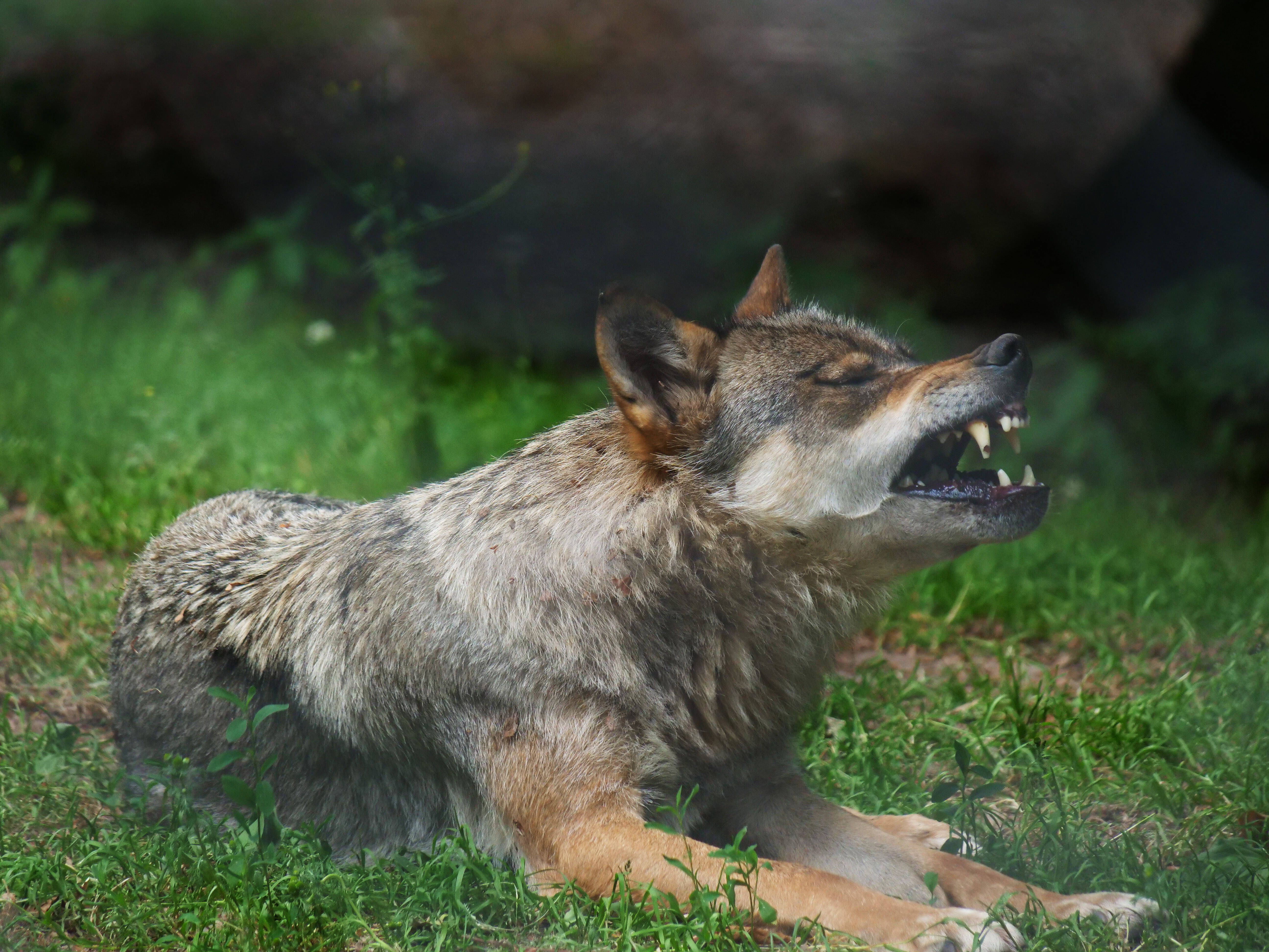 Brandenburger Jagdverband fordert: Der Abschuss von Wölfen muss zur Routine werden