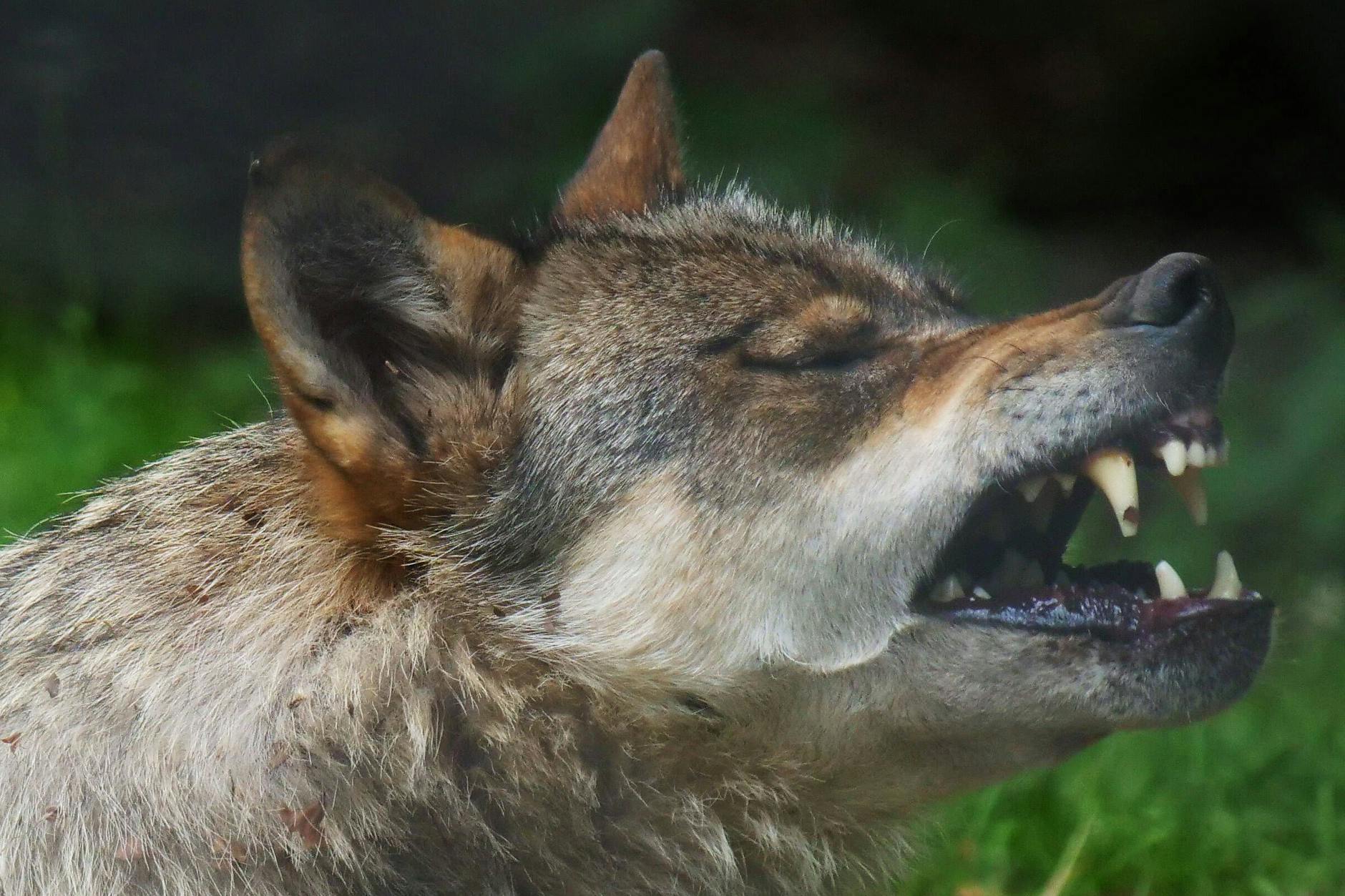 Ein Wolf zeigt seine Zähne. In Brandenburg kam es im vergangenen Jahr zu rund 360 Wolfsattacken auf Nutztiere.
