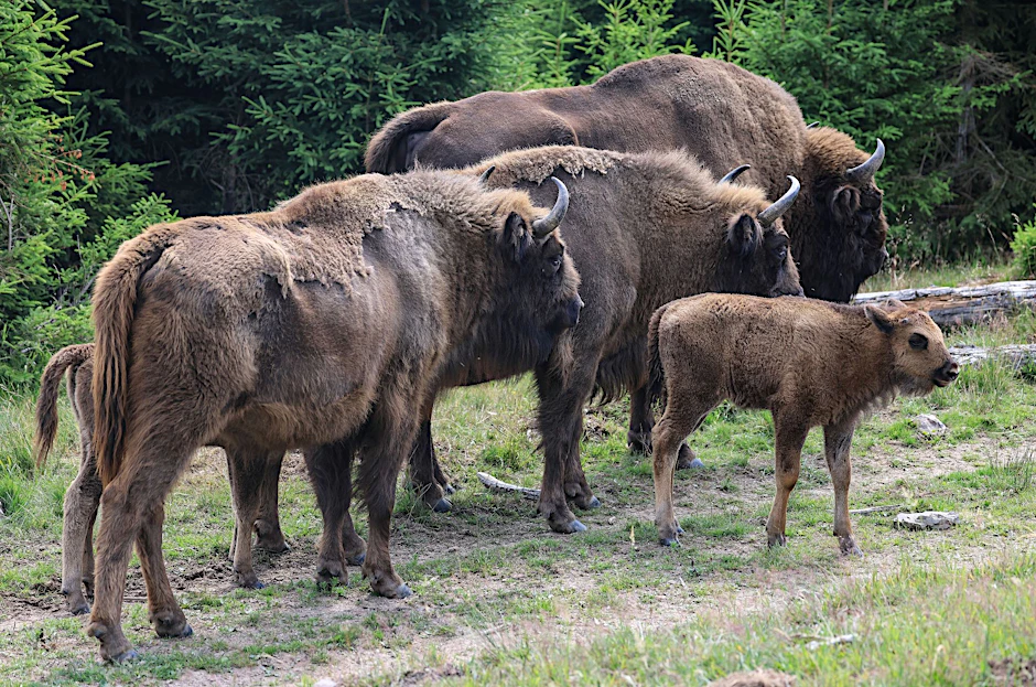 ARCHIV - Wie es mit der Wisent-Herde weitergeht, ist unklar.  