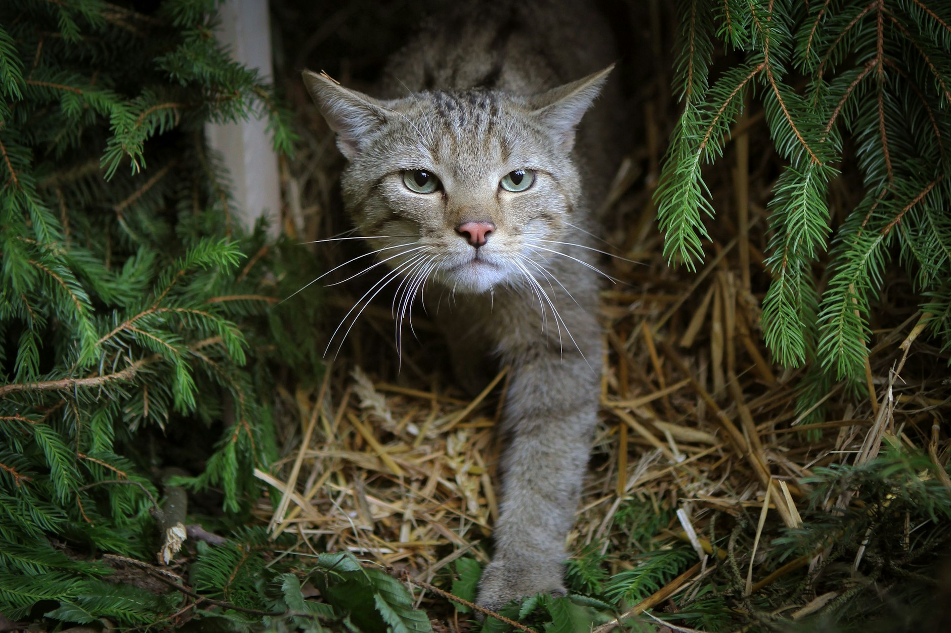 Eine Wildkatze erkundet in einem Wald.&nbsp;