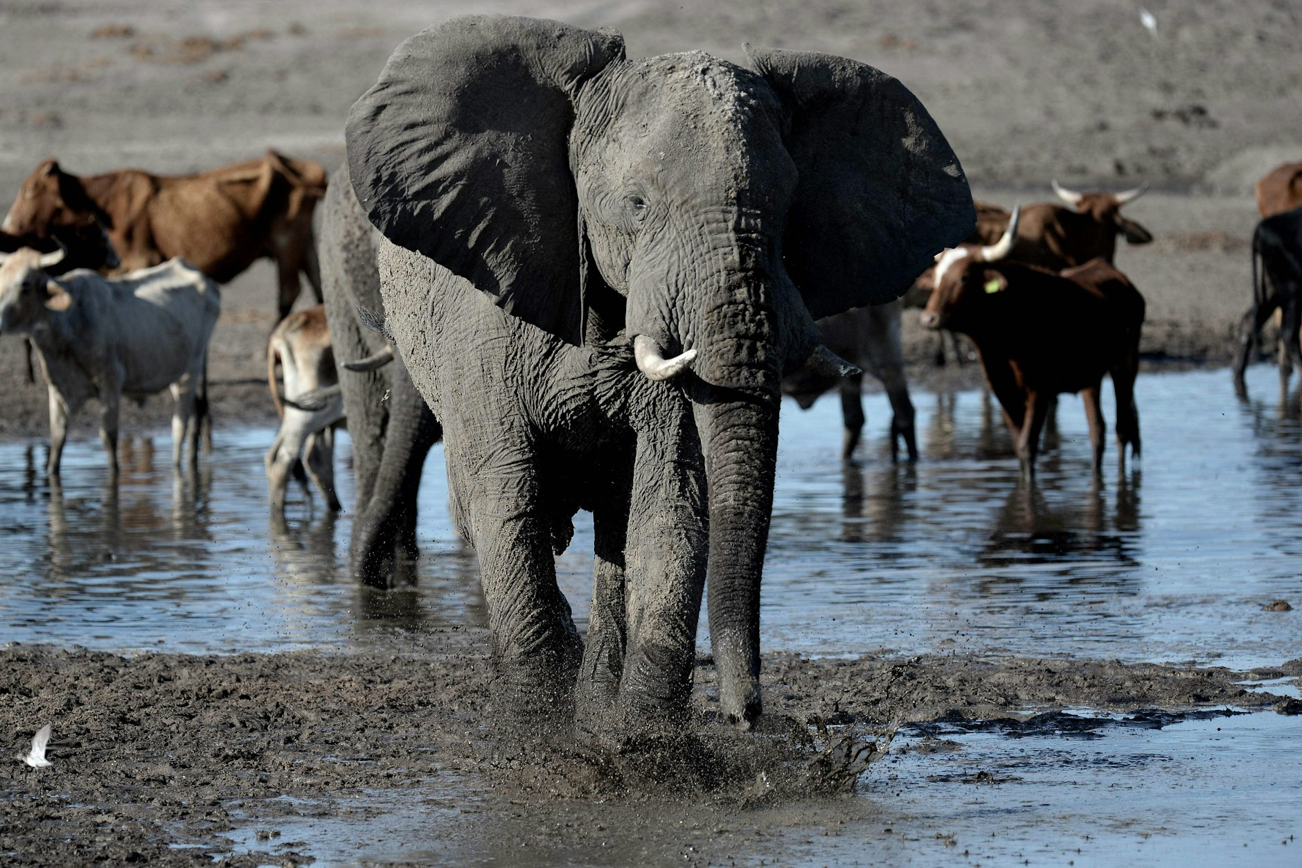 Wilde Afrikanische Elefanten lieben das Okavango-Delta in Botswana. Zumindest ähnliche Temperaturen wie dort könnten wir ihnen bald auch in Deutschland bieten.