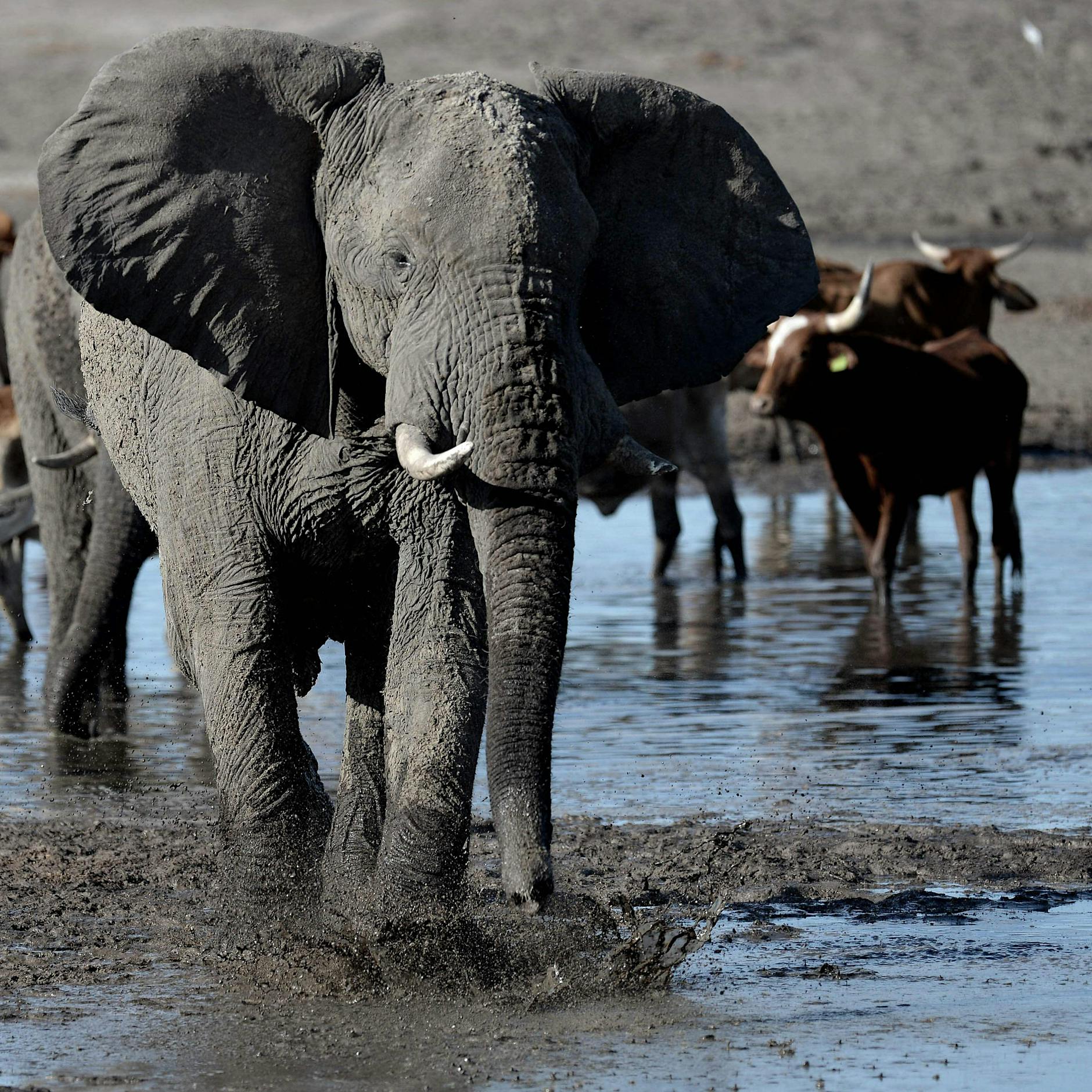 Elefanten aus Botswana: In Berlin ist es wenigstens warm genug
