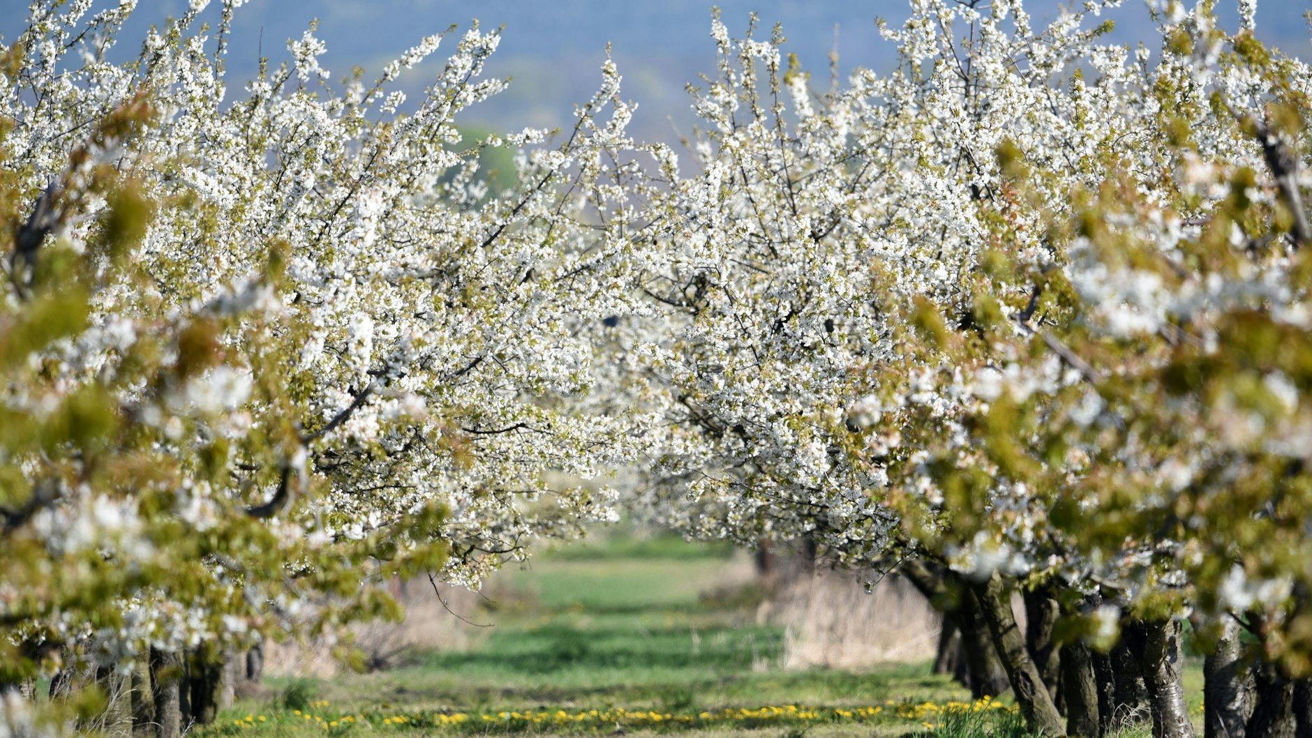 Ein Idyll in der Sonne: Bei strahlendem Sonnenschein blühen auf einer Obstplantage bei Werder  Kirschbäume und der Löwenzahn. 