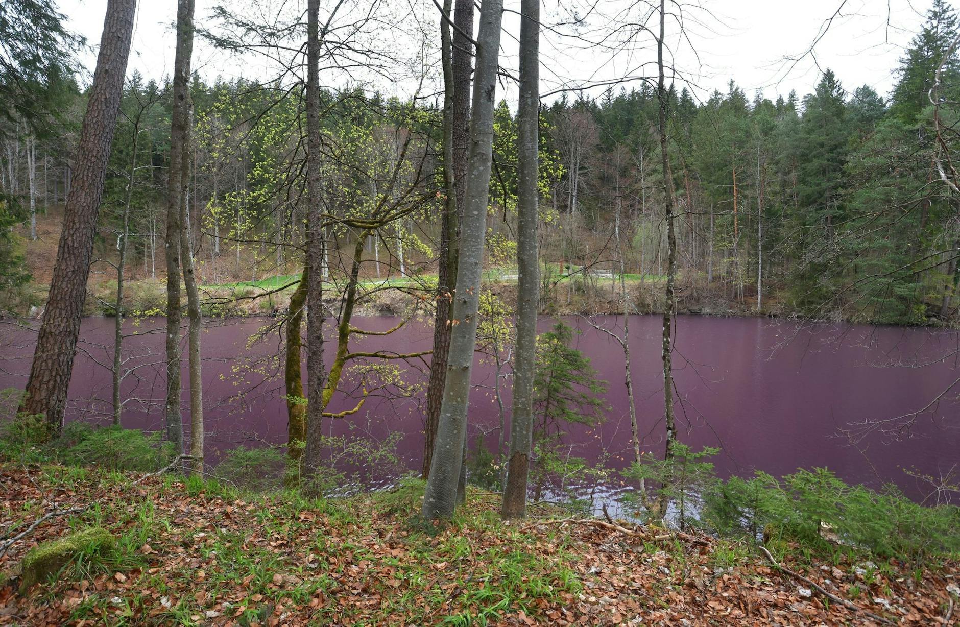 Der Gipsbruchweiher im bayerischen Füssen leuchtet derzeit in lila. Dieses eher seltene Naturschauspiel ergibt sich, wenn das Wasser eine bestimmte Schwefelkonzentration erreicht - denn dann beginnen die sogenannten Purpurbakterien zu blühen.