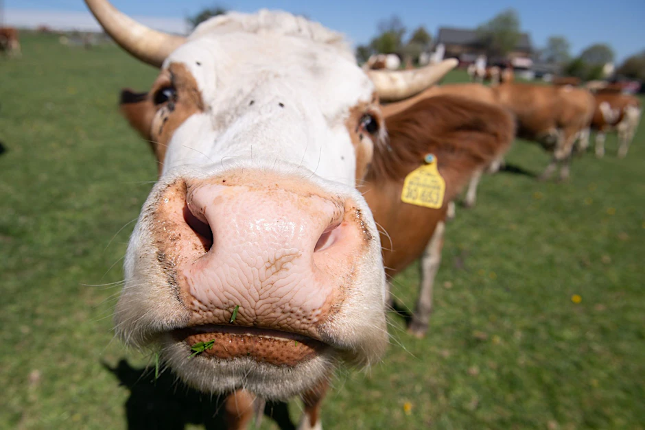 ARCHIV - Immer mehr Höfe setzen auf ökologische Tierhaltung.  d/dpa