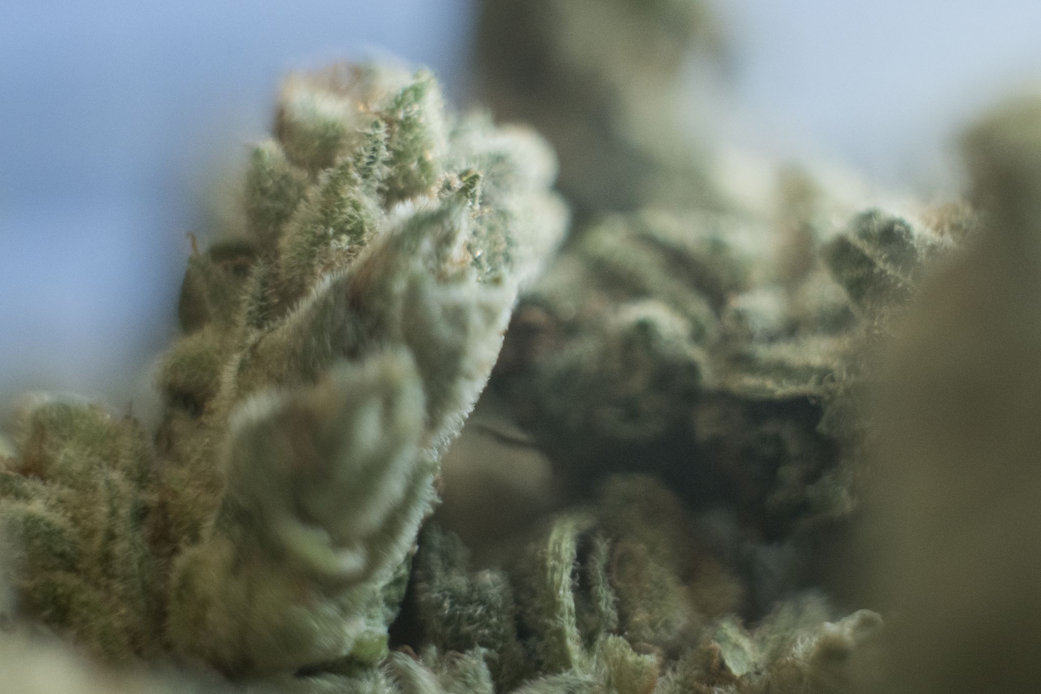 Image - Keine besonderen Vorkommnisse seit Cannabis-Legalisierung