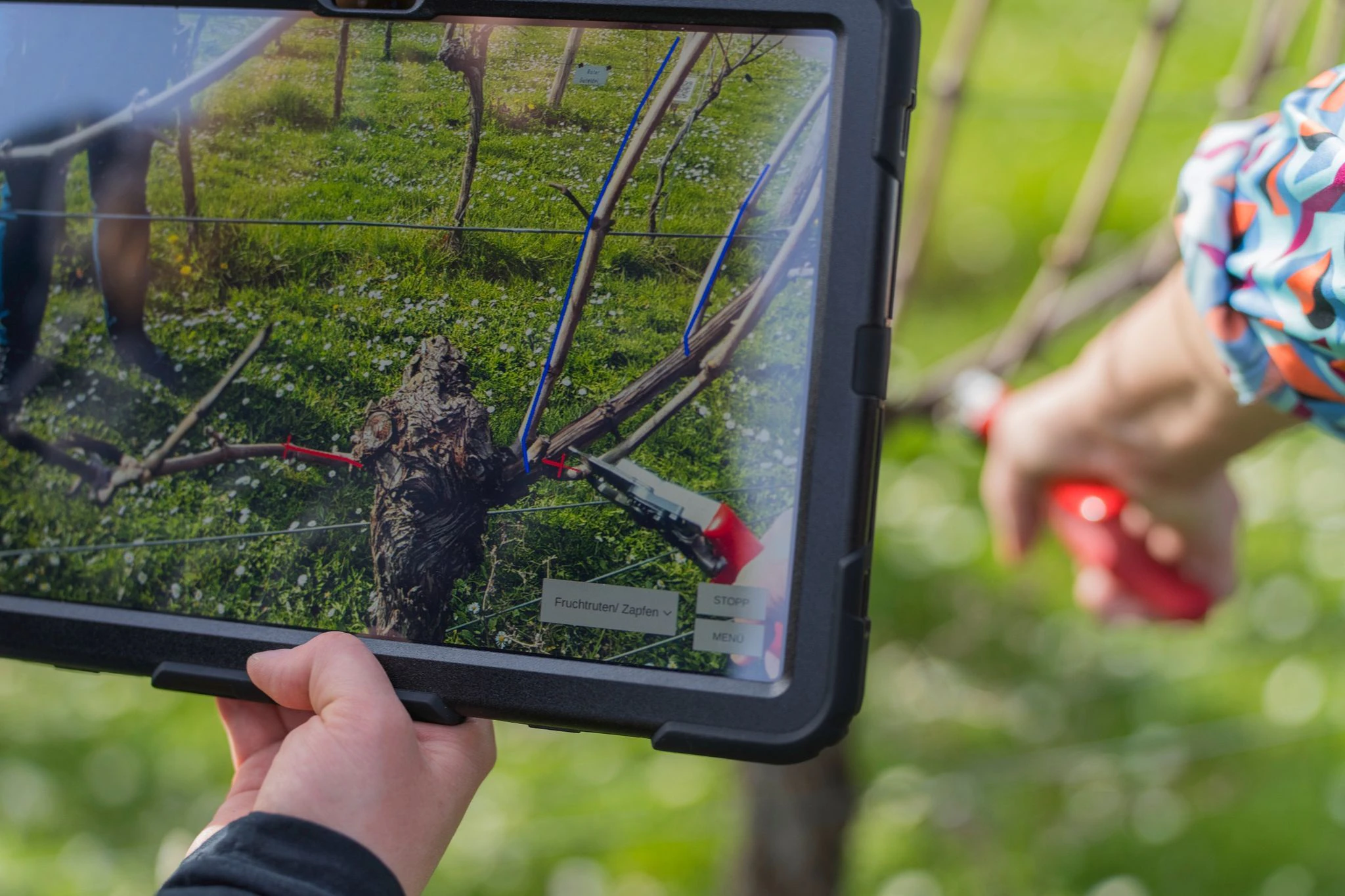 PRODUKTION - Das Display eines Tablets zeigt die Punkte, an dem die Rebe beschnitten werden soll.  