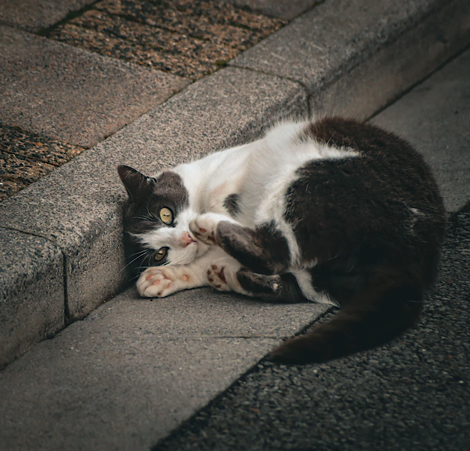 Katzen sind intelligente Tiere - aber reicht es wirklich für einen Bachelorabschluss? Colby Nolan dürfte die einzige Hauskatze mit einem Uni-Diplom sein (Symbolfoto).