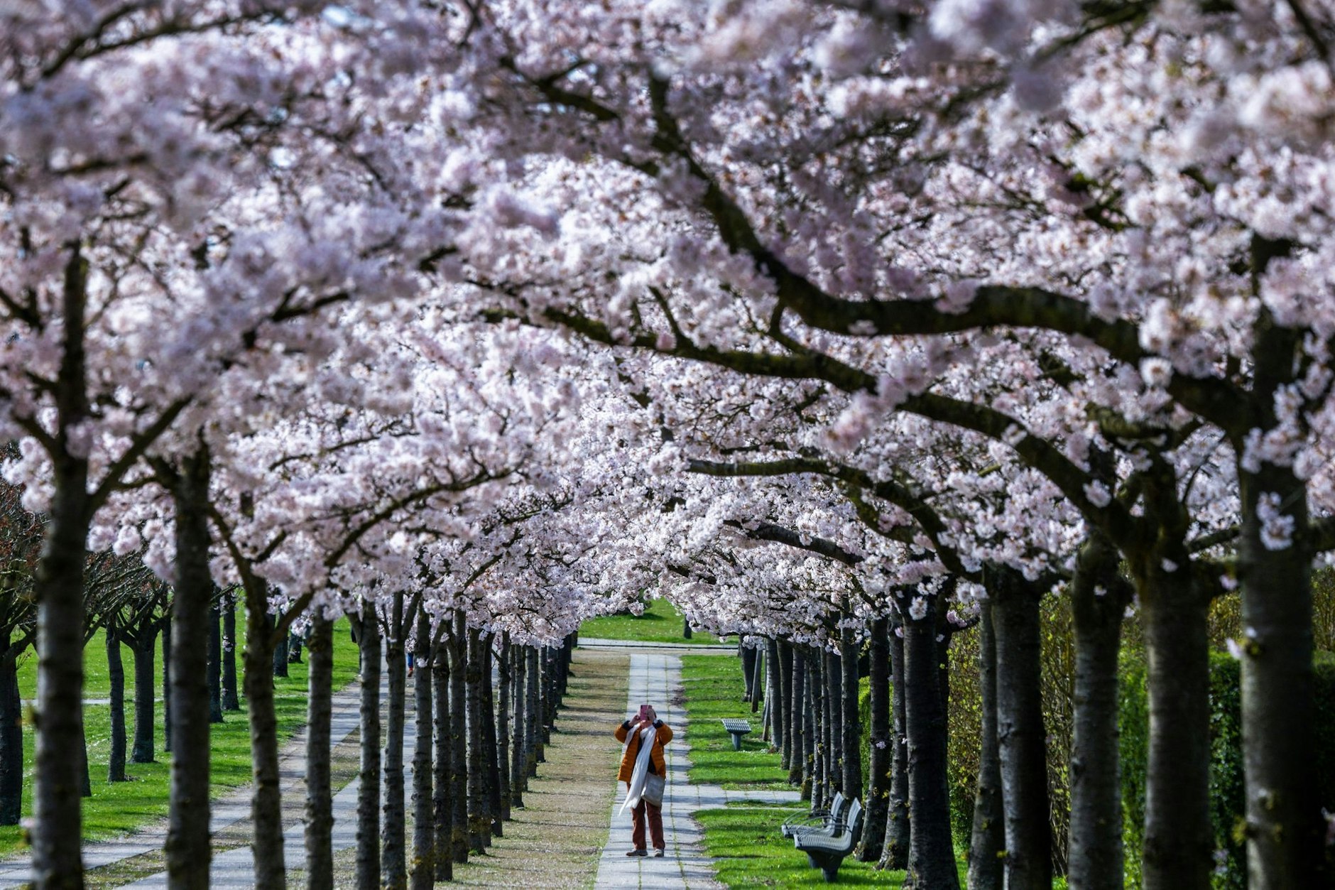 Schönheit, Aufbruch, Vergänglichkeit: Dafür stehen die japanischen Zierkirschen, die im Bürgerpark in Wismar aufblühen. Das Wetter in Norddeutschland zeigt sich in den nächsten Tagen wechselhaft.  