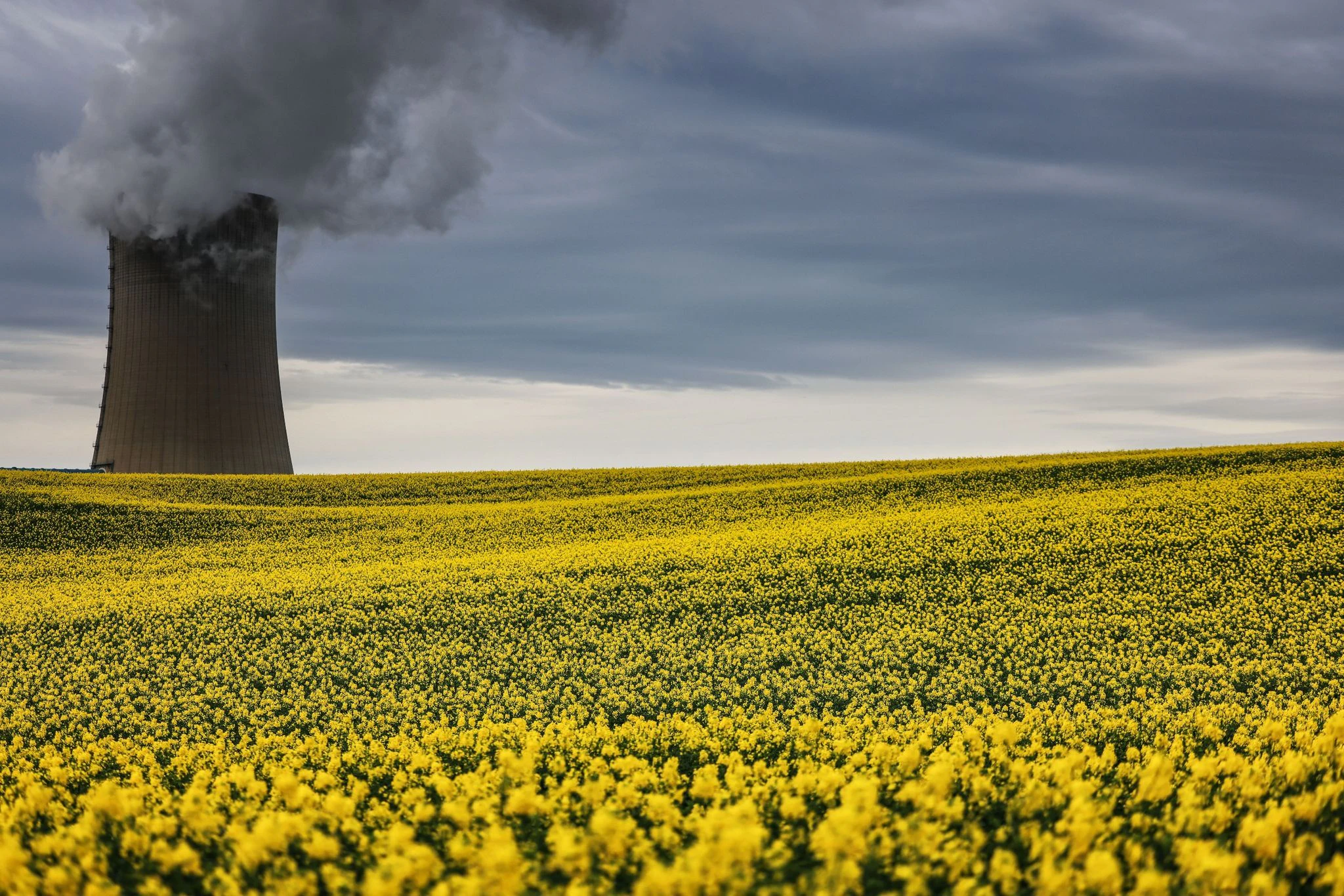 Leuchtend gelb blühende Nutzpflanze: Ein Rapsfeld vor dem Kühlturm des RWE Braunkohlekraftwerks Neurath II.  