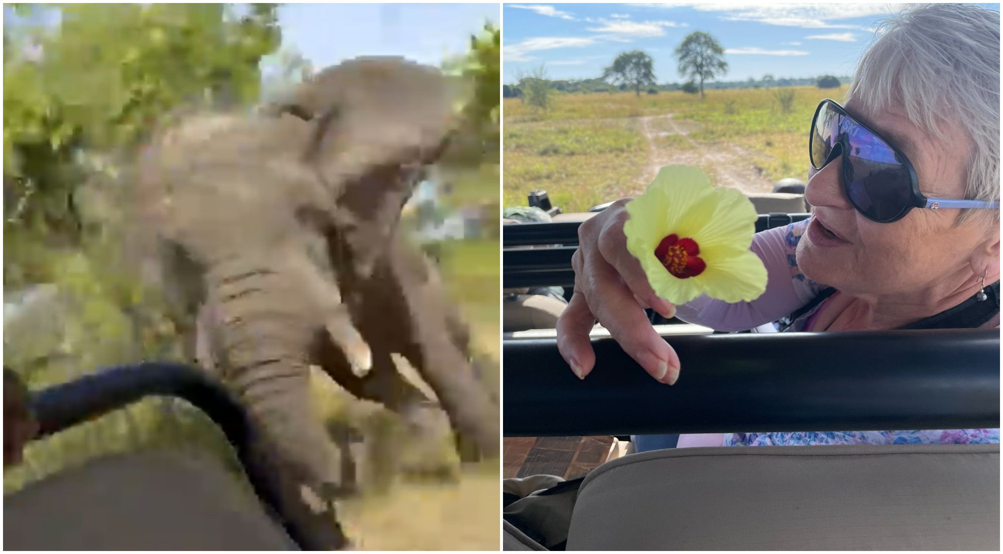 VIDEO: Tödlicher Elefantenangriff bei Safari – Seniorin (79) stirbt!