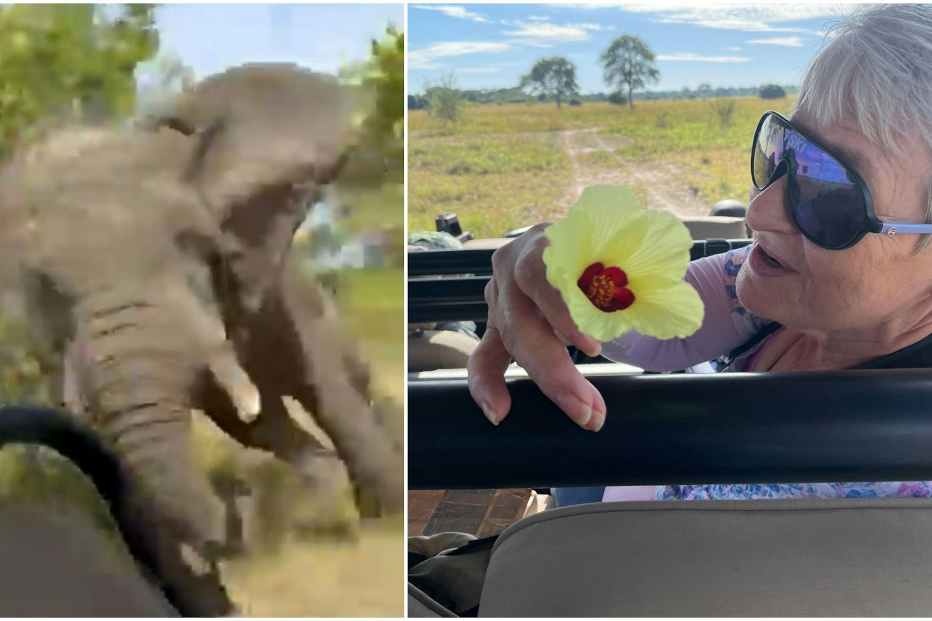 Was wie ein spannendes Safari-Erlebnis aussieht, entwickelt sich zur Katastrophe. Der Elefant rennt hinter dem Bus her. Gail Mattson (79) stirbt.