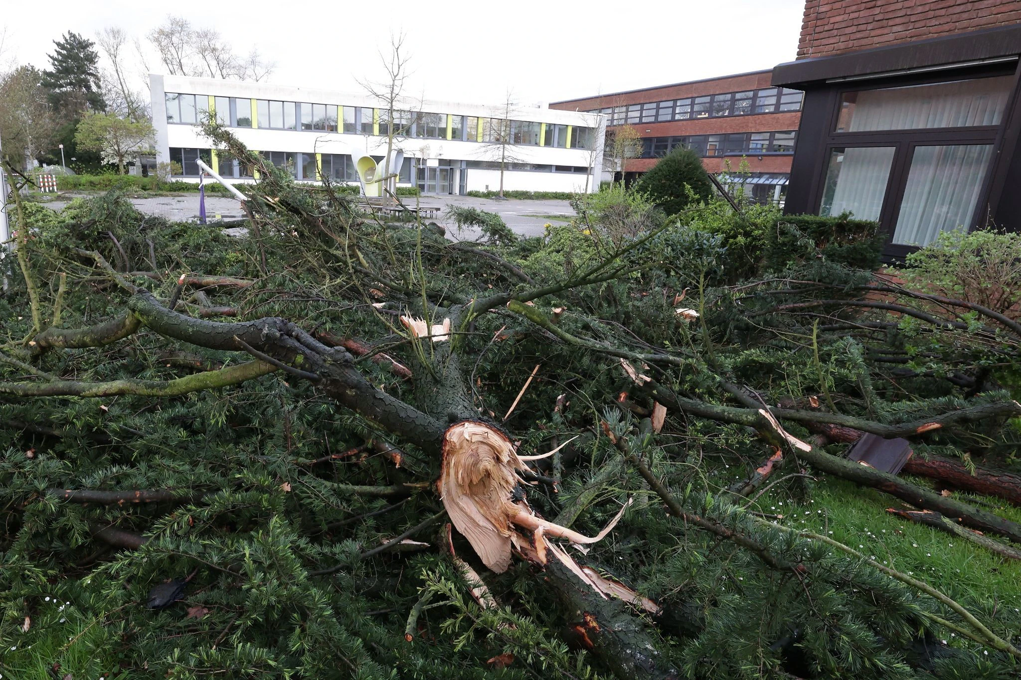 Nach einem Unwetter liegen umgestürzte Bäume auf dem Gelände eines Gymnasiums. In Korschenbroich bei Mönchengladbach hat möglicherweise ein Tornado viel Schaden angerichtet.  