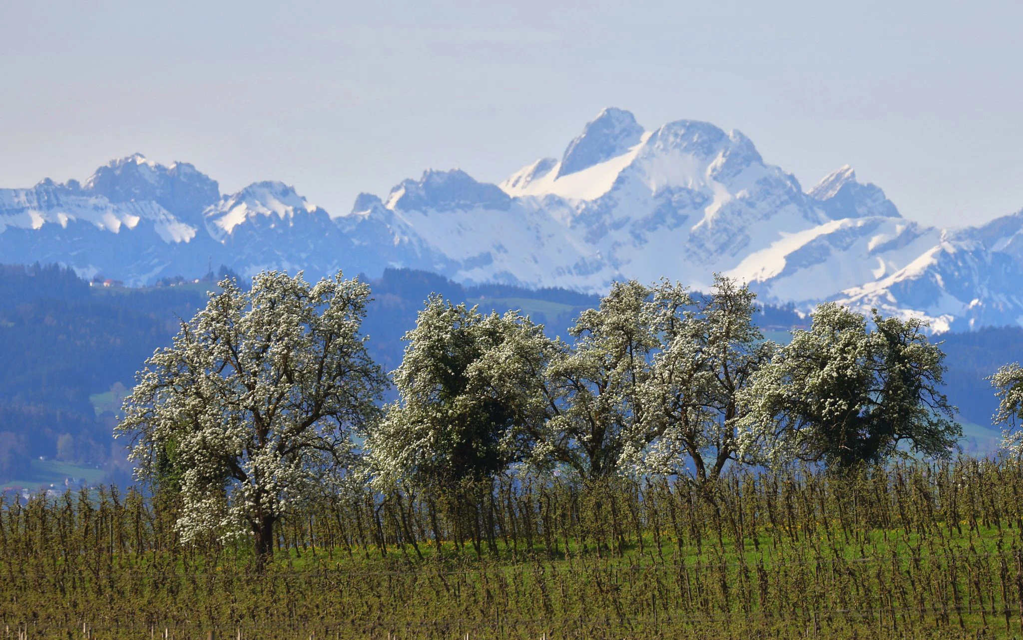 dpatopbilder - Was für ein Anblick: Die Obstbäume blühen wieder auf diesem Feld im bayerischen Lindau.  