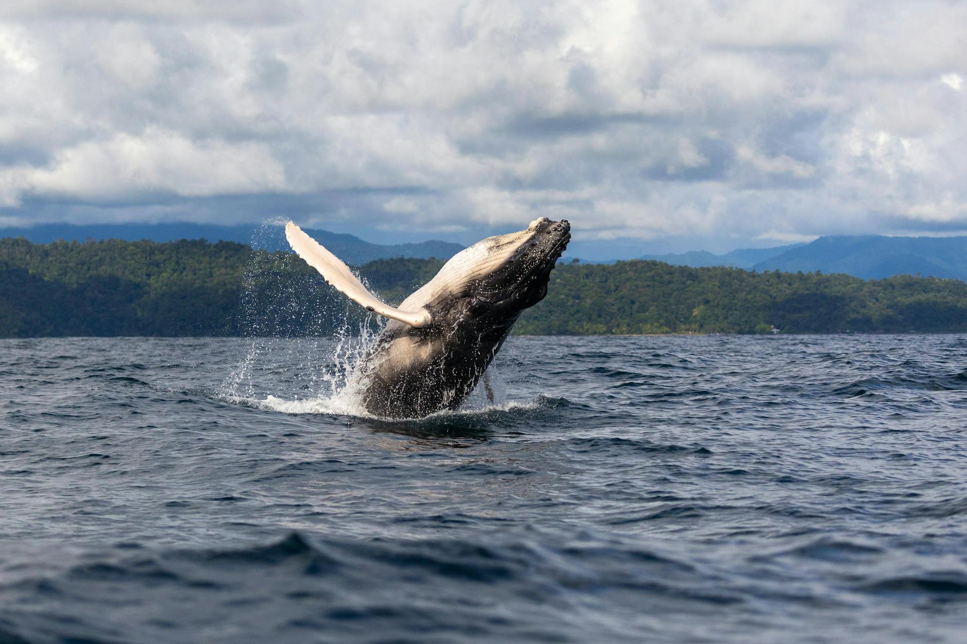 Ein Buckelwal springt aus dem Wasser. Freitagnachmittag wurden eine Mutter mit ihrem Baby in der Flensburger Förde gesichtet.